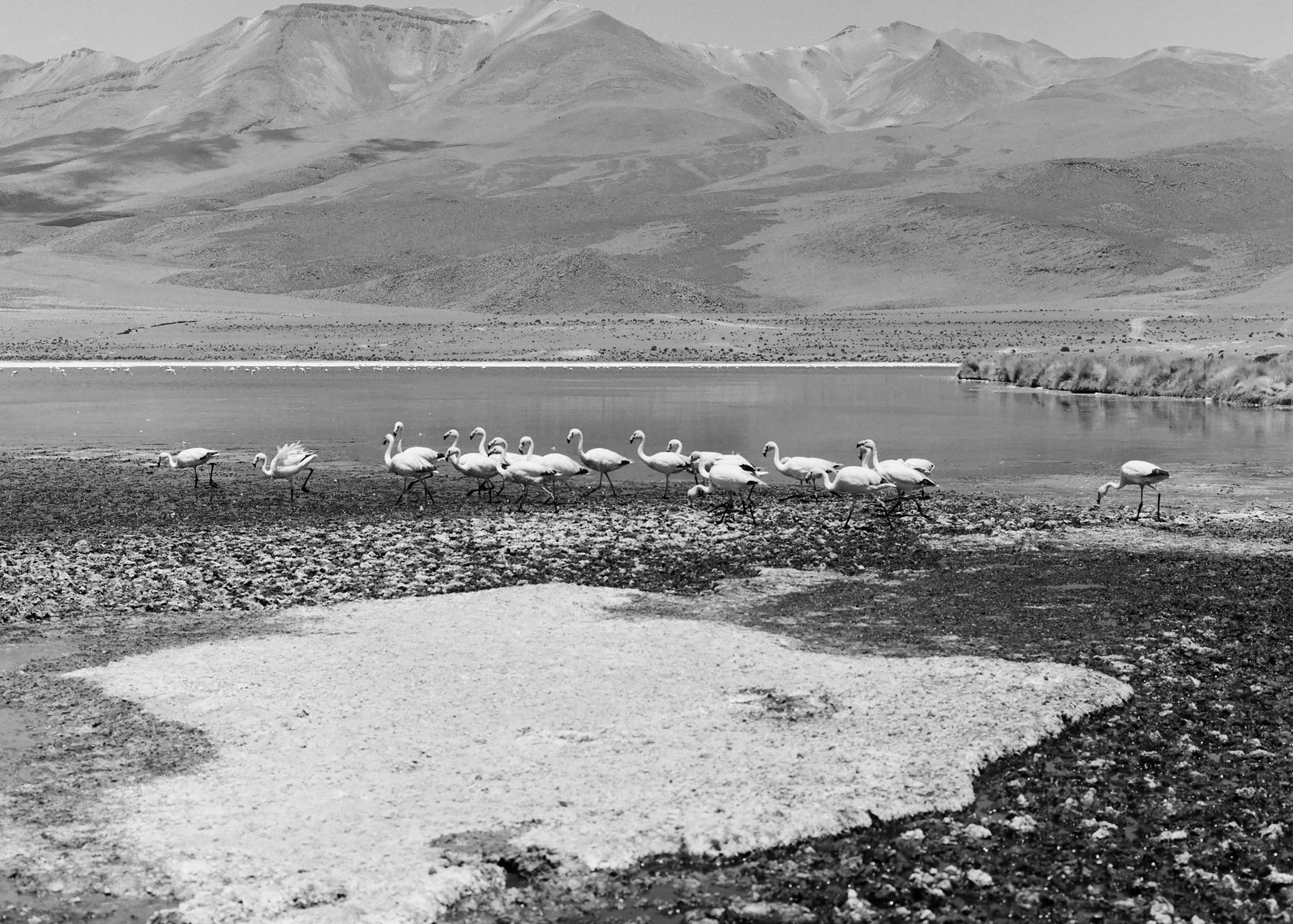 A black and white photo of a group of flamingos near a lake, with mountains in the background.