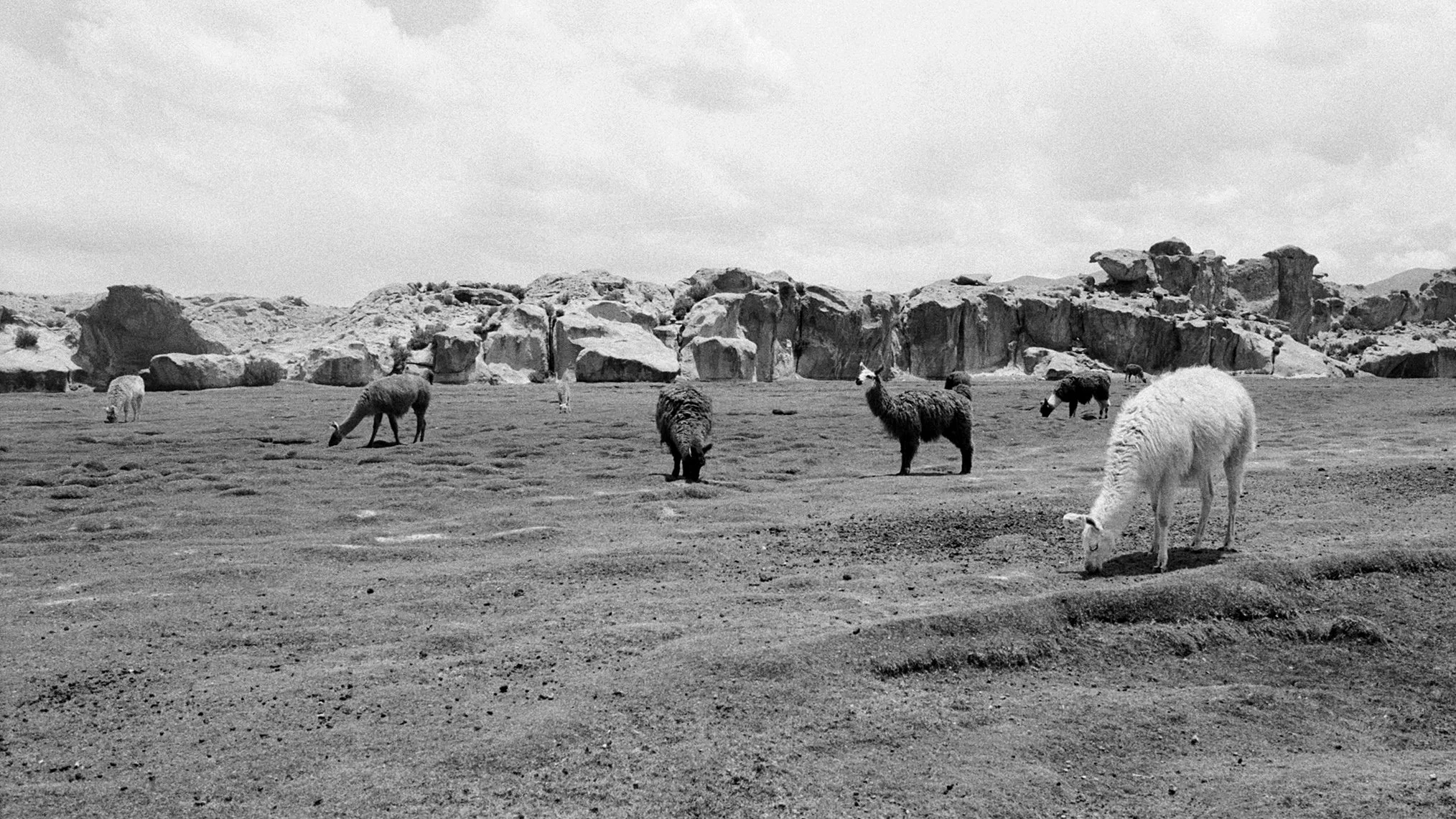 A black and white photo of llamas grazing in a rocky desert landscape with sparse vegetation and large boulder formations in the background.