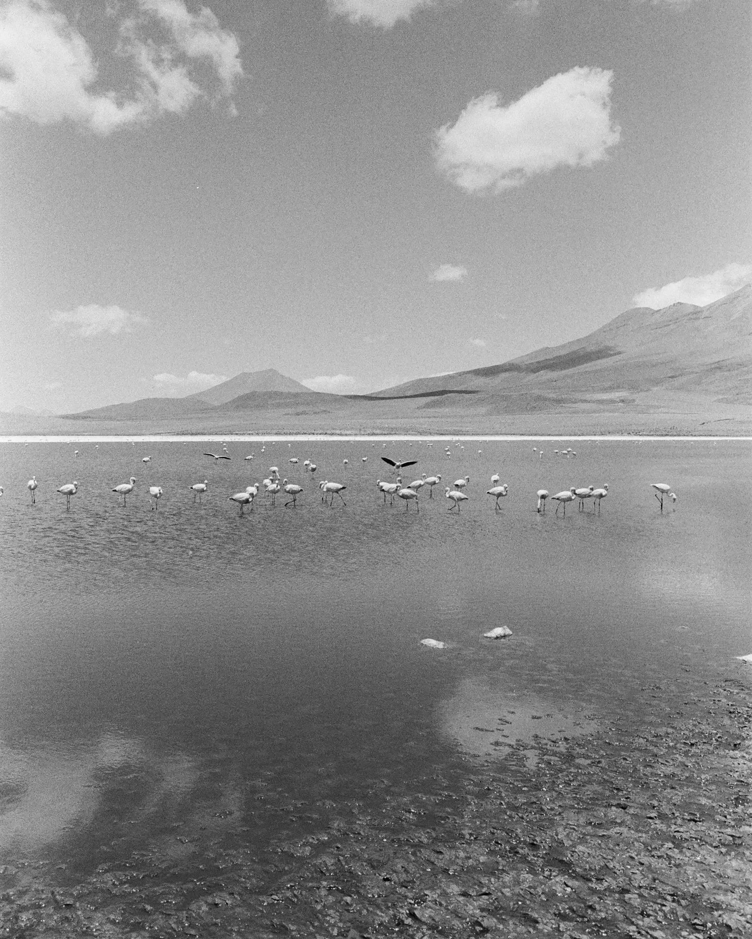 A black and white photograph of a lake with flamingos wading in the water and mountains in the background.
