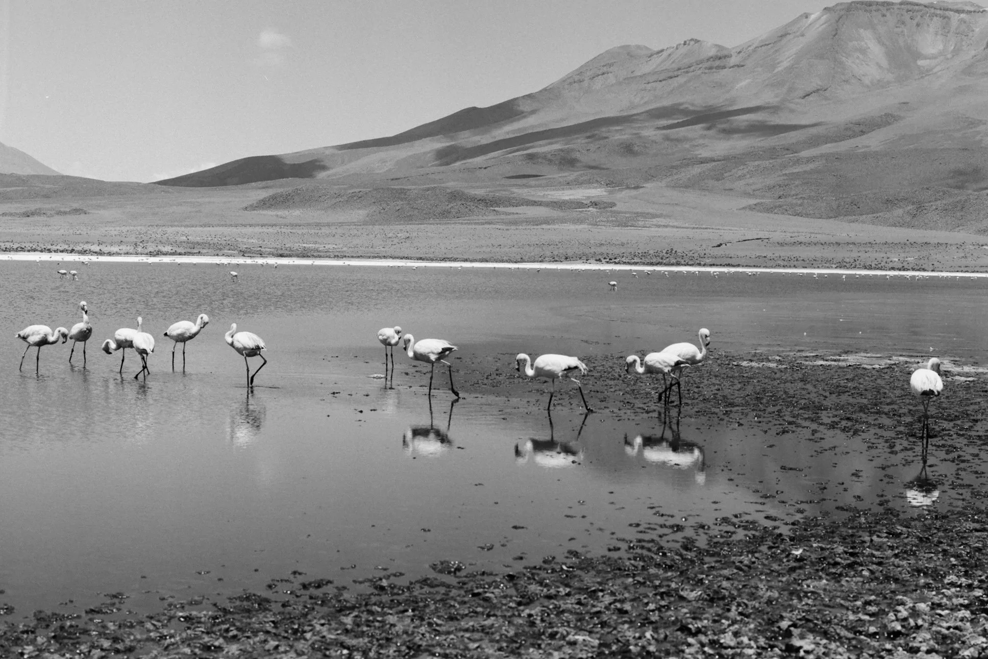 A group of flamingos standing in shallow water with mountains in the background.