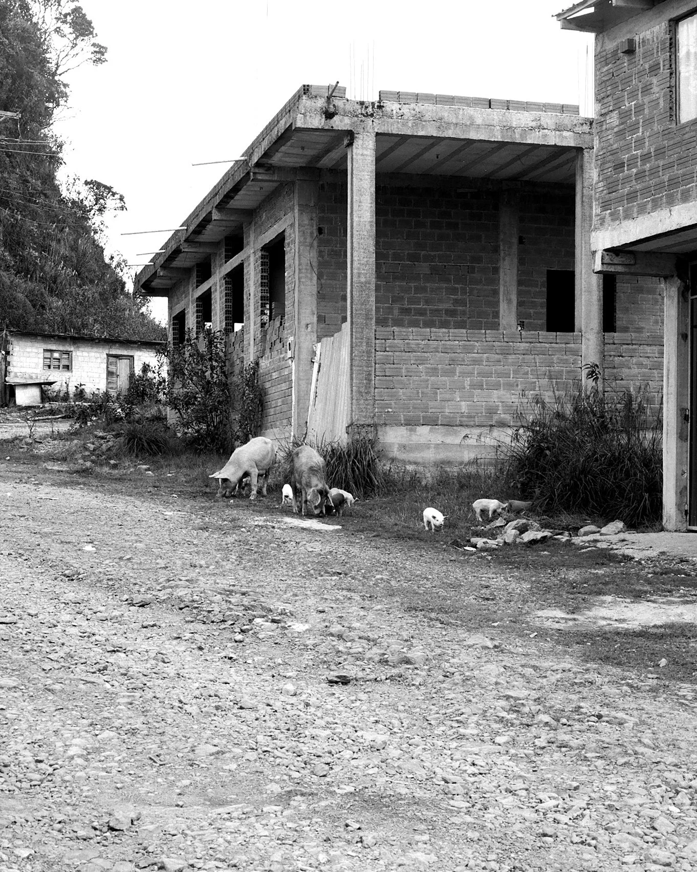Piglets and adult pigs grazing on a dirt road in front of a partially constructed brick building in a rural area.
