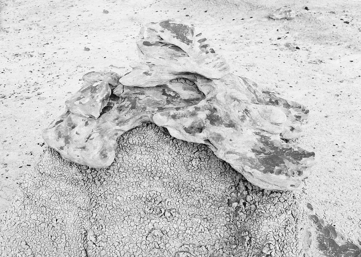 A weathered skull of a marine animal, possibly a whale, lying on the sandy ground.