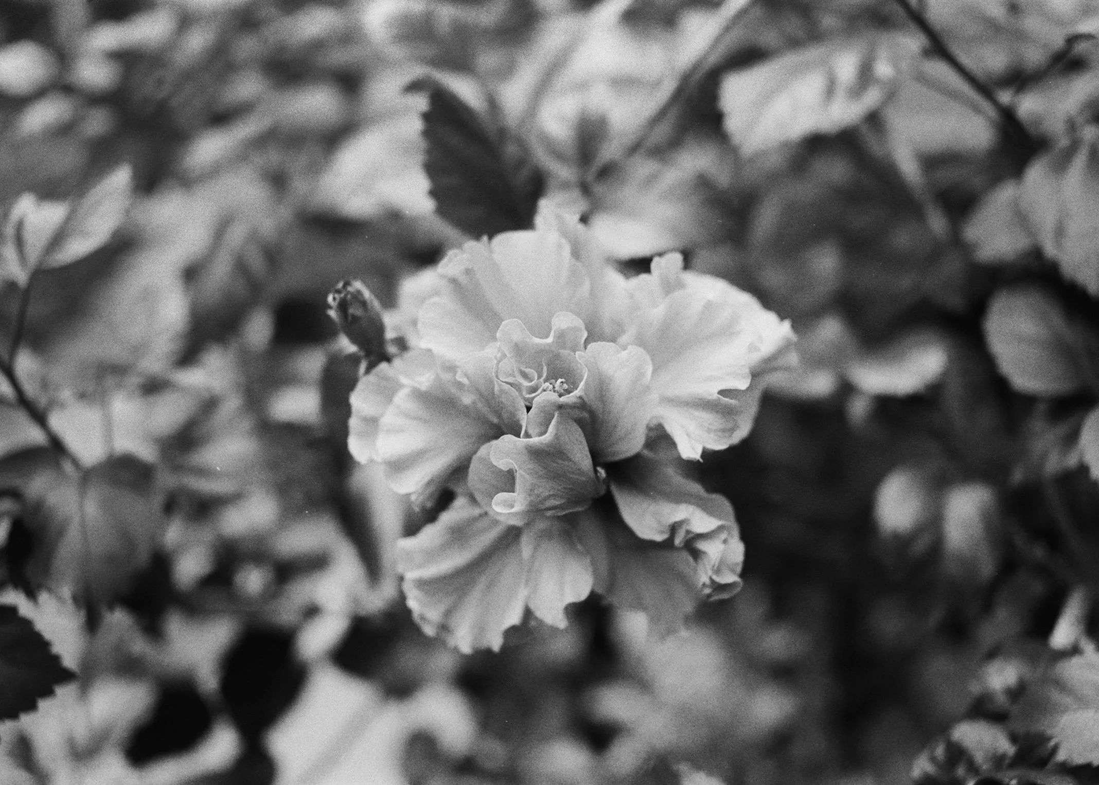 Close-up of a blooming flower with ruffled petals surrounded by leaves.