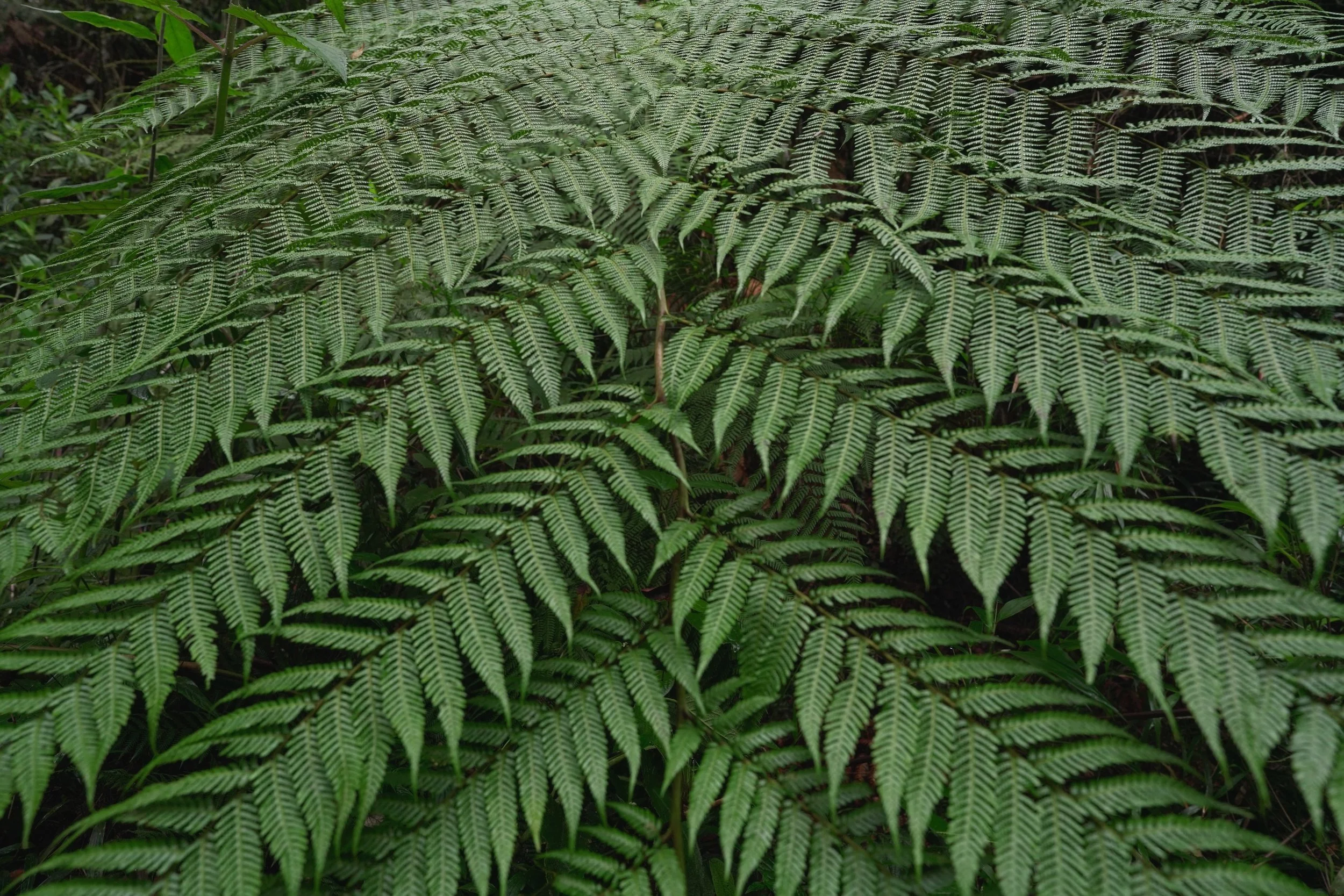Narrando el sueño ancestral