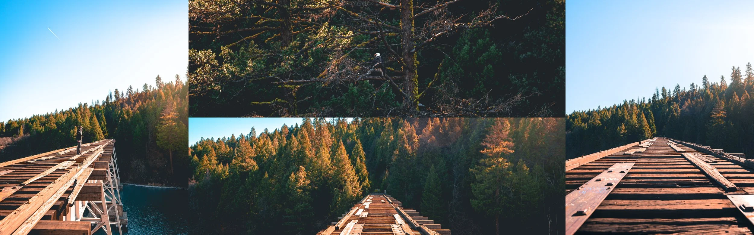 SBMCollage.jpg