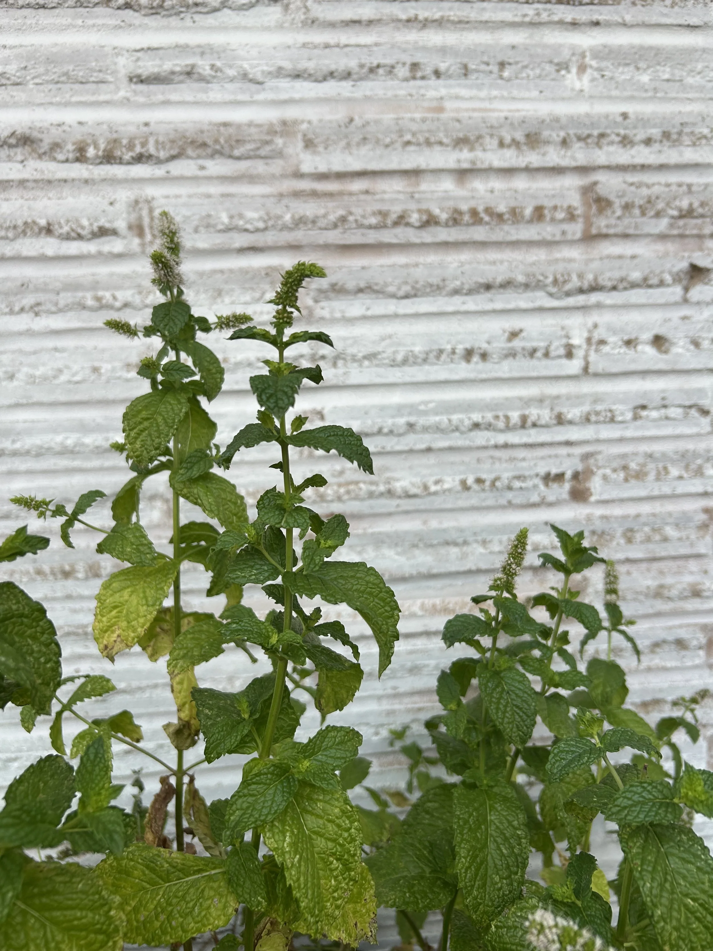 Respiratory Herbs