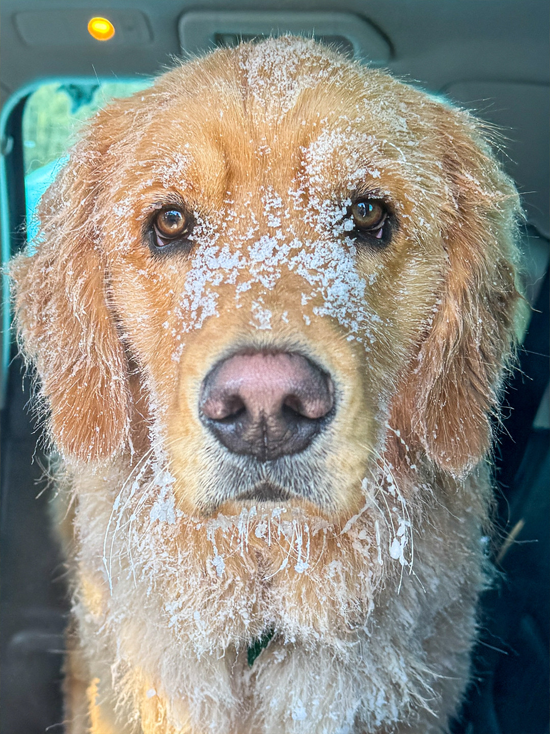 Burton is a 15 month old golden retriever from Vermont- he has been absolutely the BEST boy since day 1- LOVES ALL people, LOVES ALL dogs and just wants to play play play- he listens, walks well, NEVER EVER had 1 accident in the house and loves snugg
