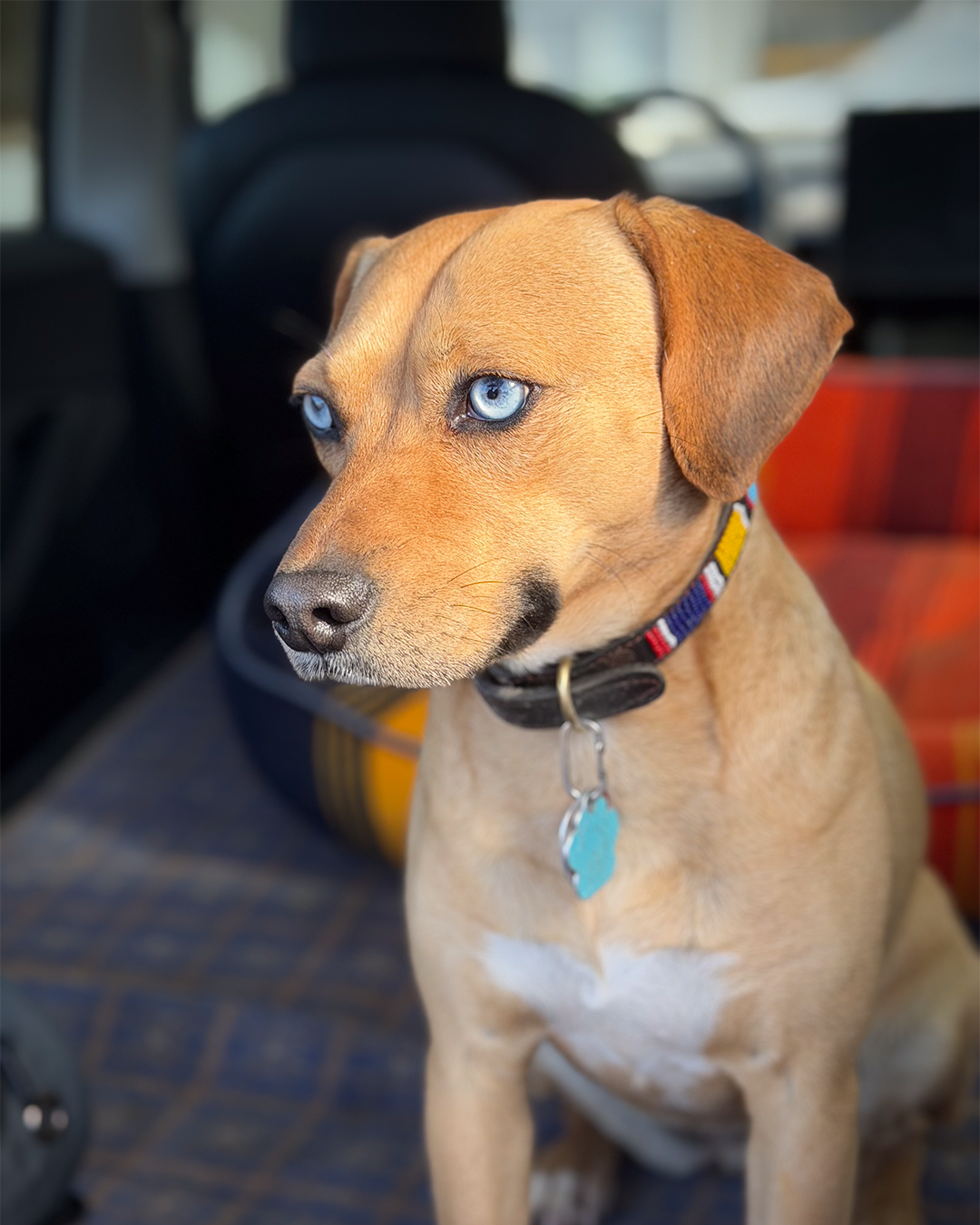 Close-up of a tan dog with piercing blue eyes, wearing a colorful collar with a blue tag, sitting inside a vehicle.