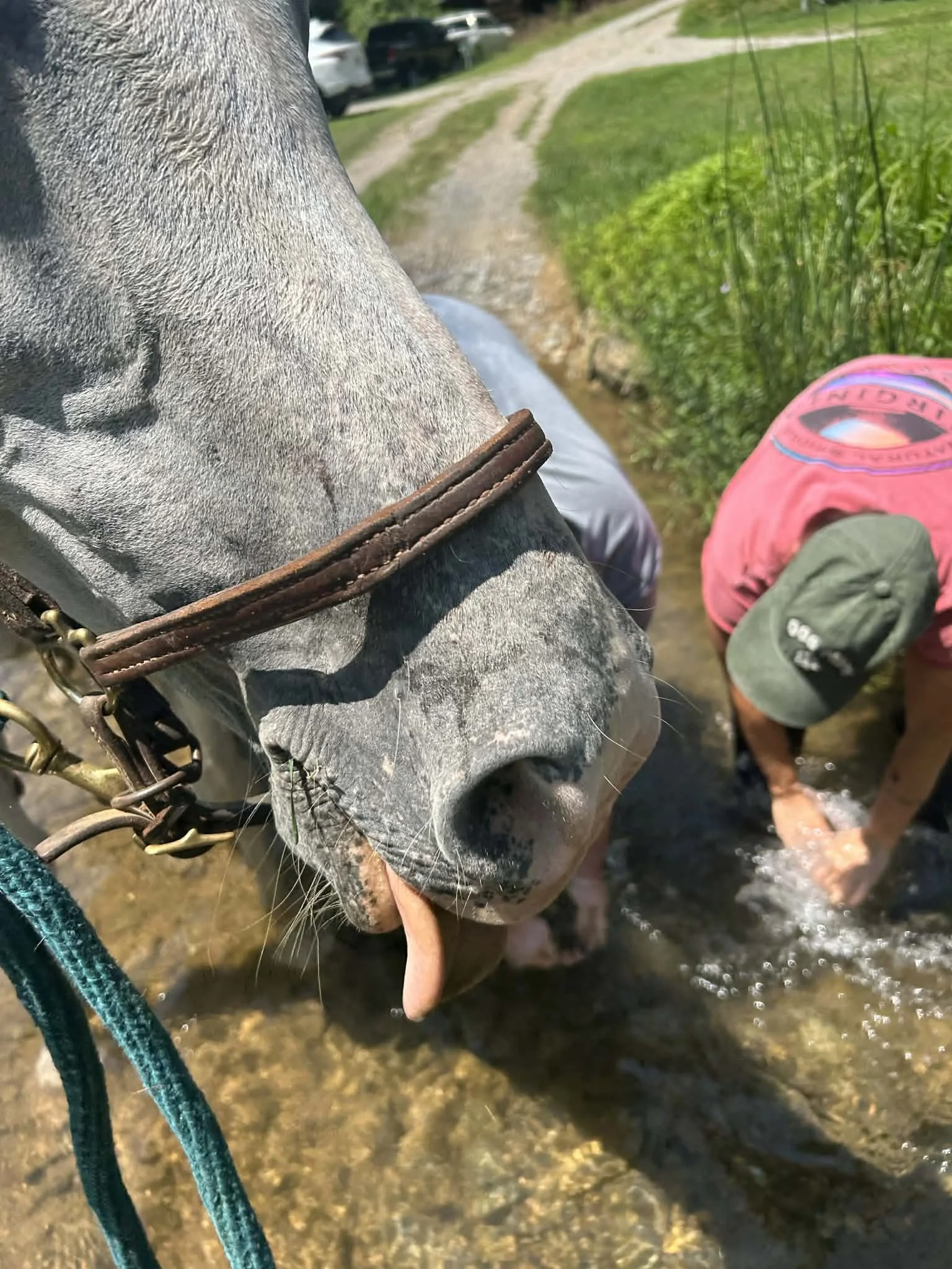 A gray horse with a brown leather halter sticking out its tongue while standing in a shallow creek. Two people are in the creek washing or grooming the horse, one wearing a green cap and a pink shirt. Green foliage and a dirt path with cars are visible in the background.