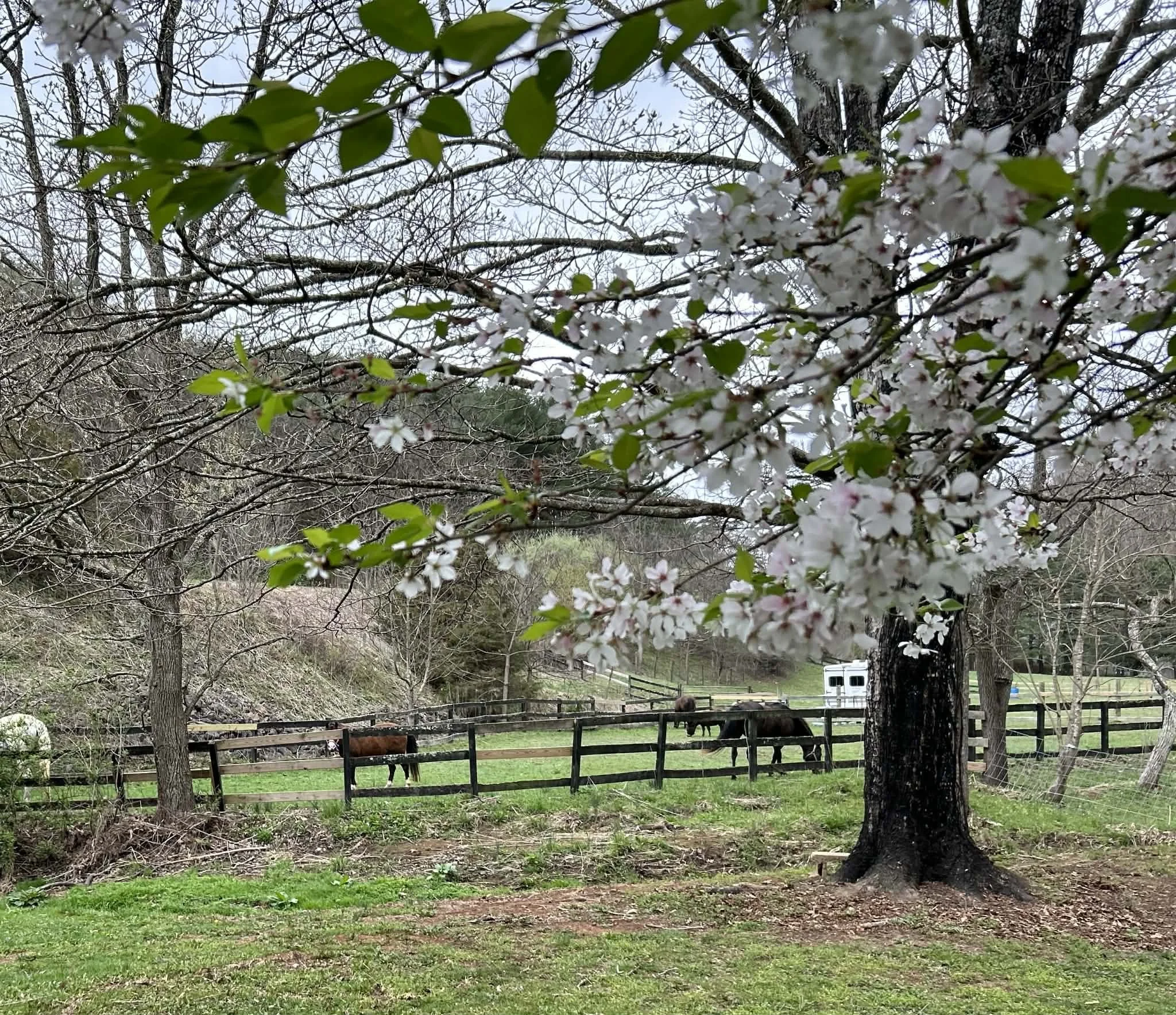 Cherry blossom tree in full bloom with horses grazing in a fenced pasture in the background.