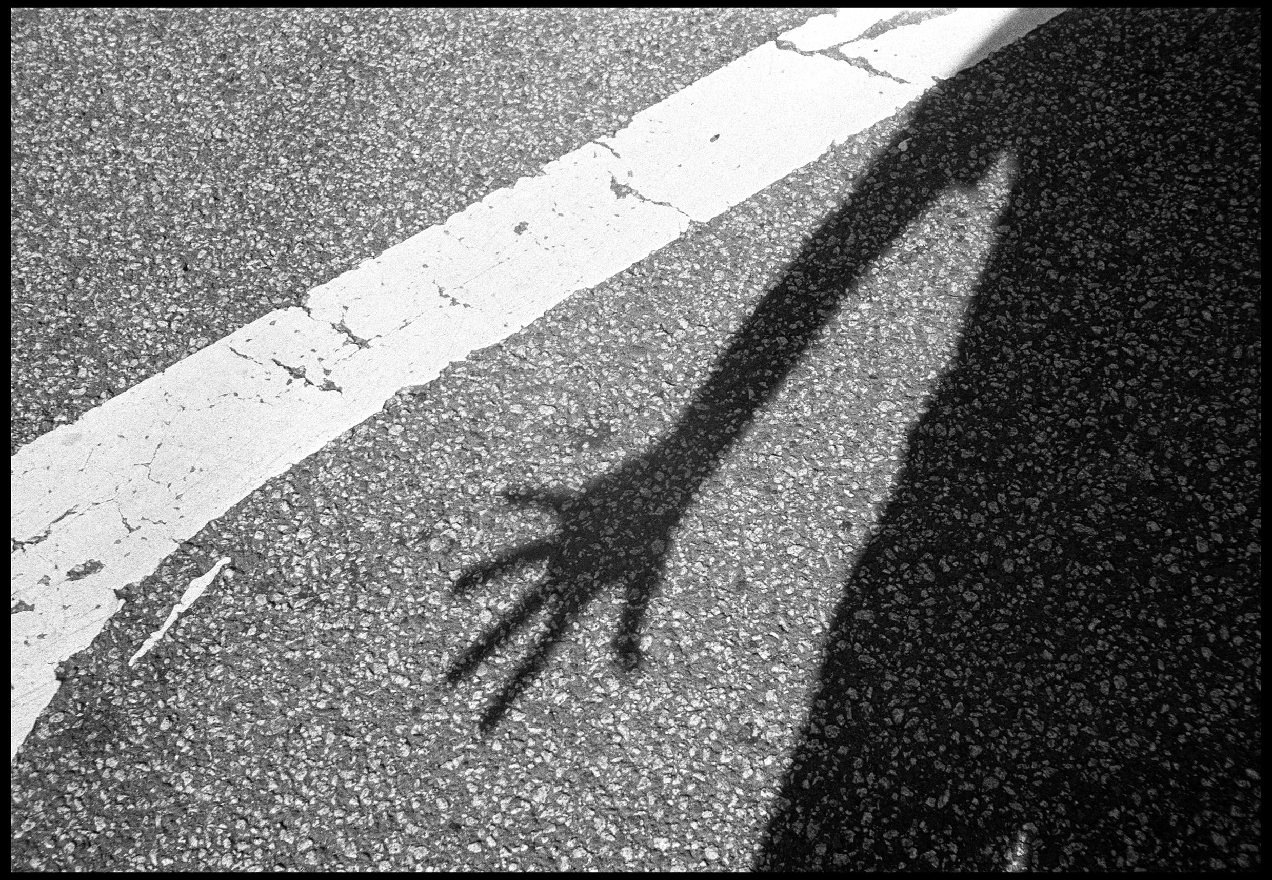 Highett 2023 (923-019) FP4 / Nikon S2 / 50mm Nikkor f1.4