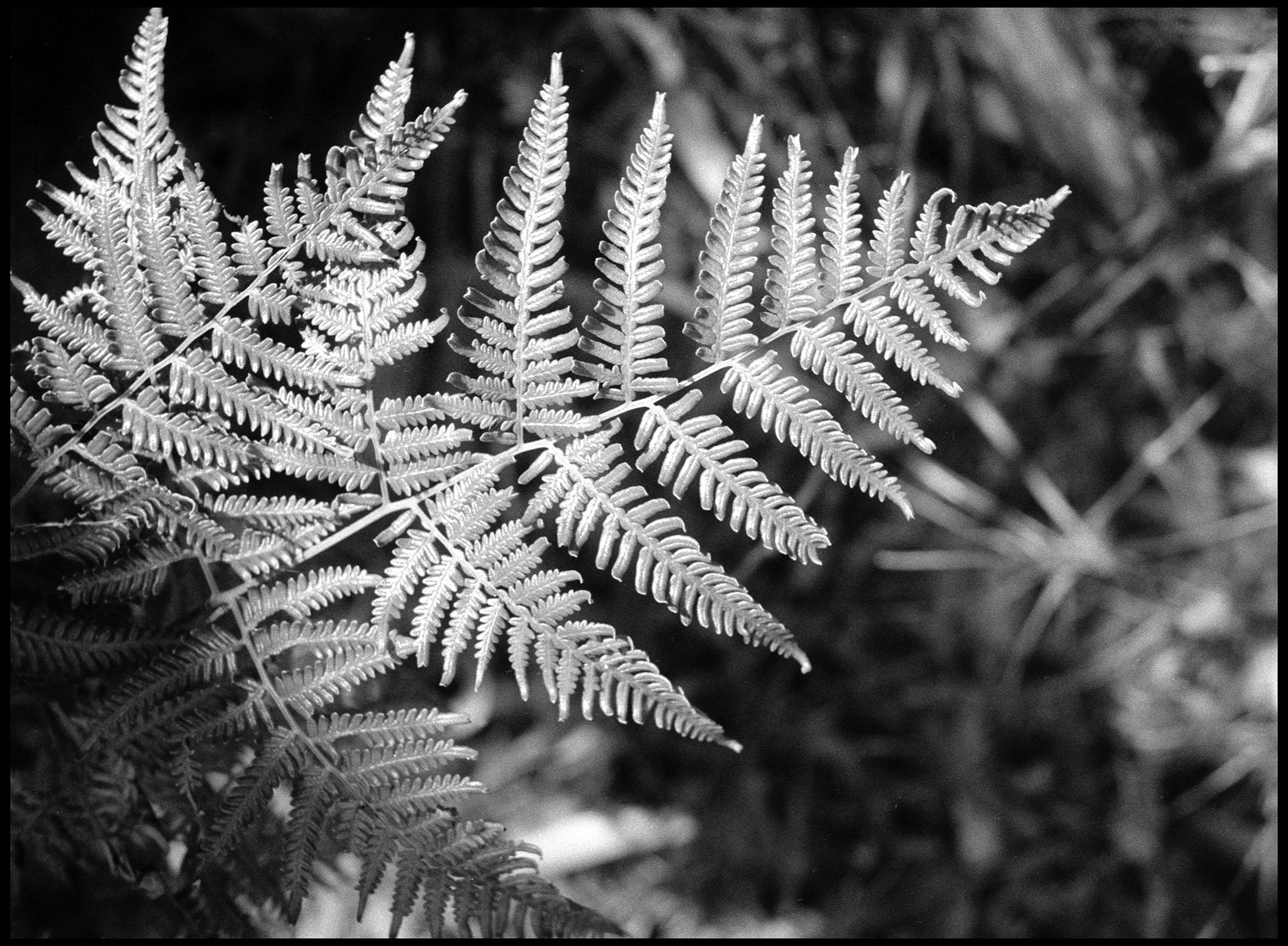 Blue Mountains 2012 (604-011) FP4 / Leica III / 50mm Leitz Elmar f3.5 (NOOKY)