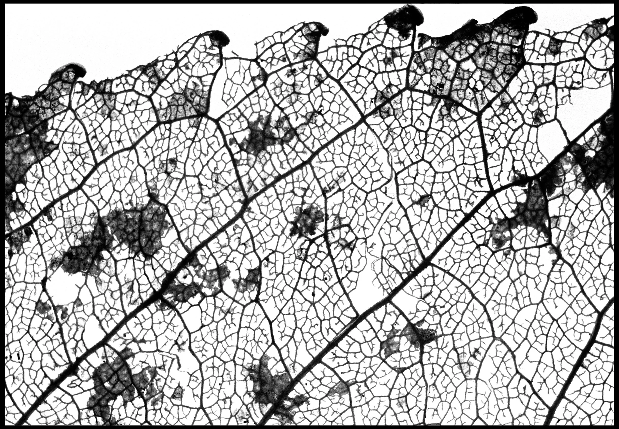 948-027 Lightbox work 2024 WKD RED WEB.jpg