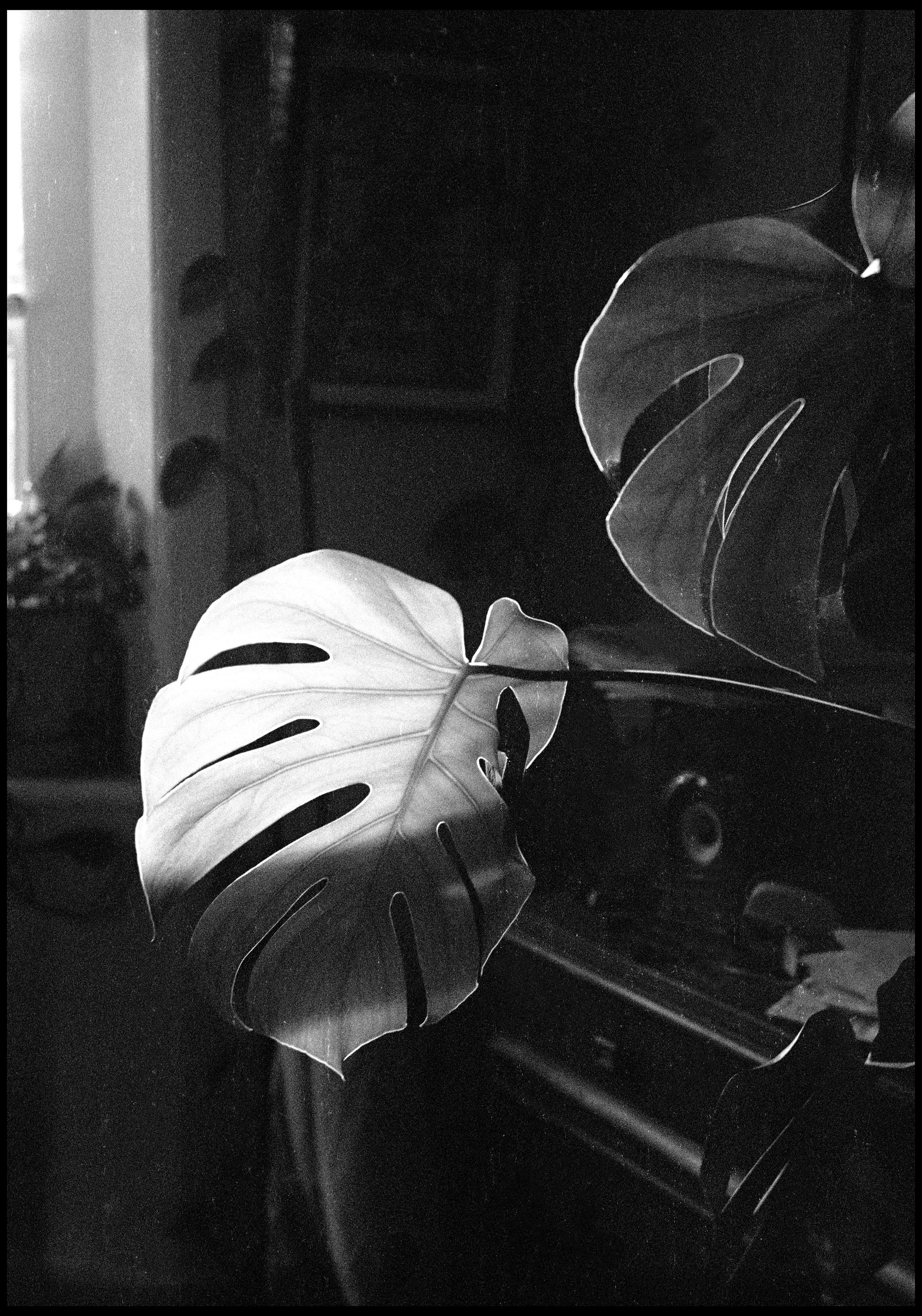 Highett 2024 (958-039) HP5 / Leica III / 50mm Zeiss Sonnar f2