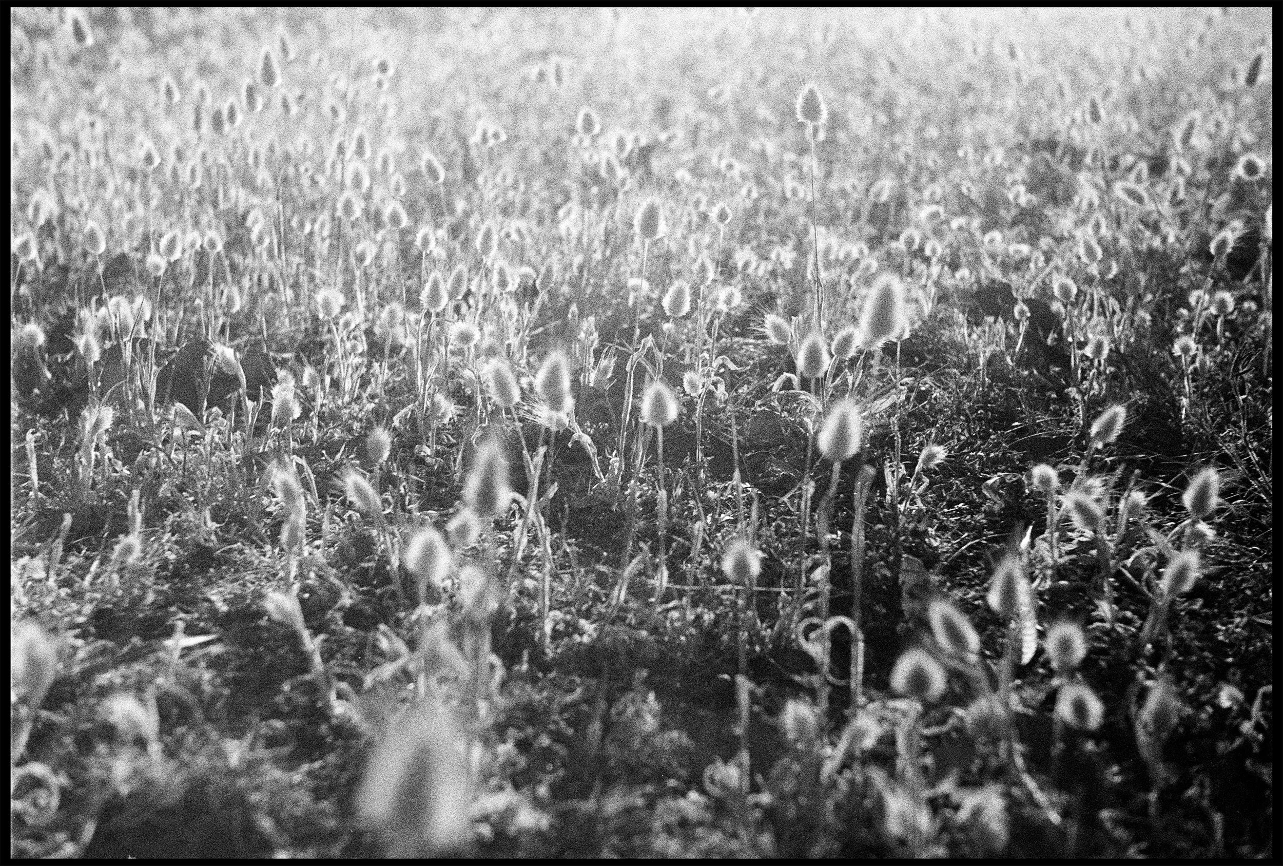 Cheltenham 2014 (648-037) FP4 / Leica III / 50mm Leitz Elmar f3.5