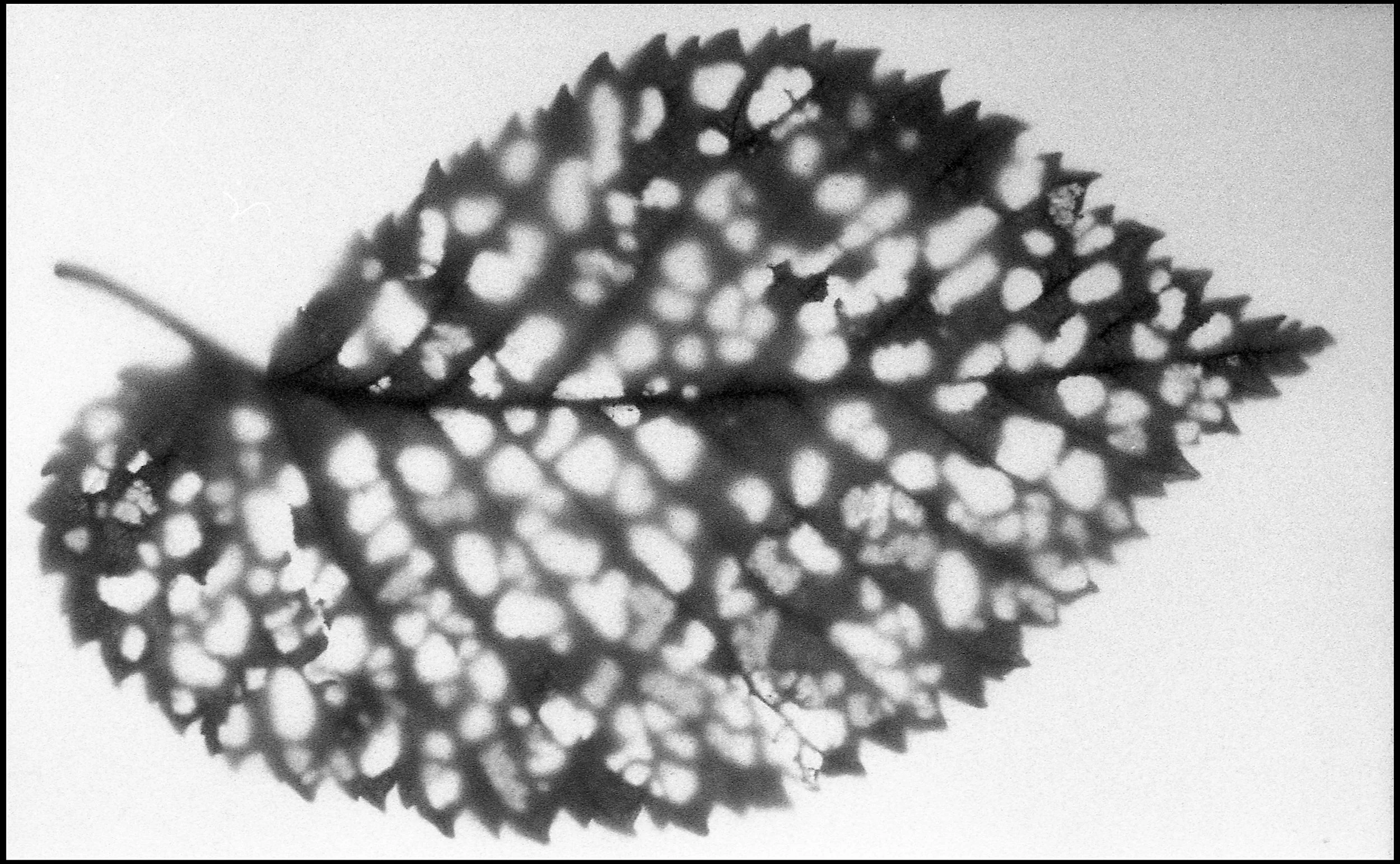 Pressed leaf 2015 (666-022) FP4 / Leica III / 50mm Leitz Elmar f3.5