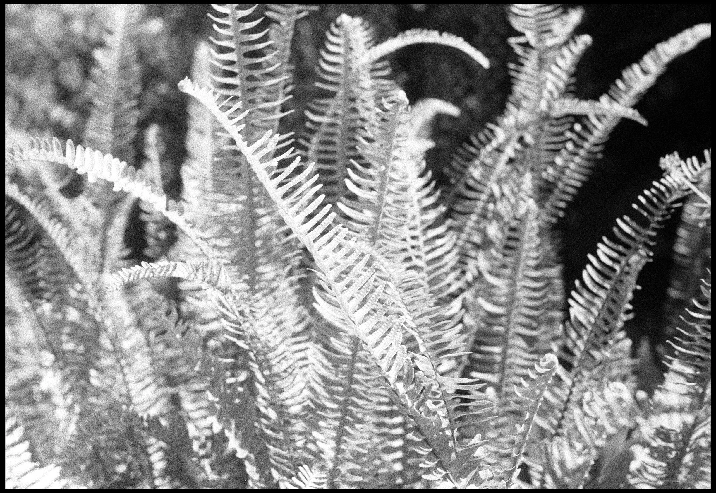 Dandenongs 2011 (594-023) FP4 / Leica III / 50mm Leitz Elmar f3.5 (NOOKY) 