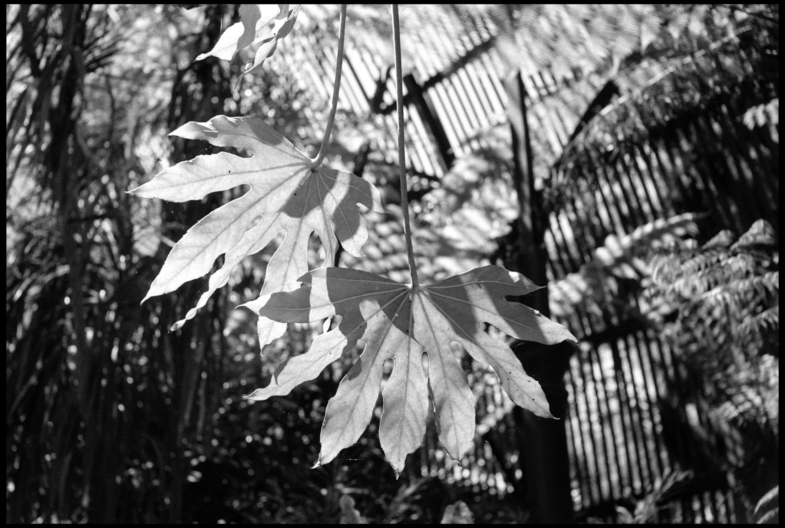 Rippon Lea Estate 2023 (922-013) FP4 / Leica III / 50mm Nikkor f1.4