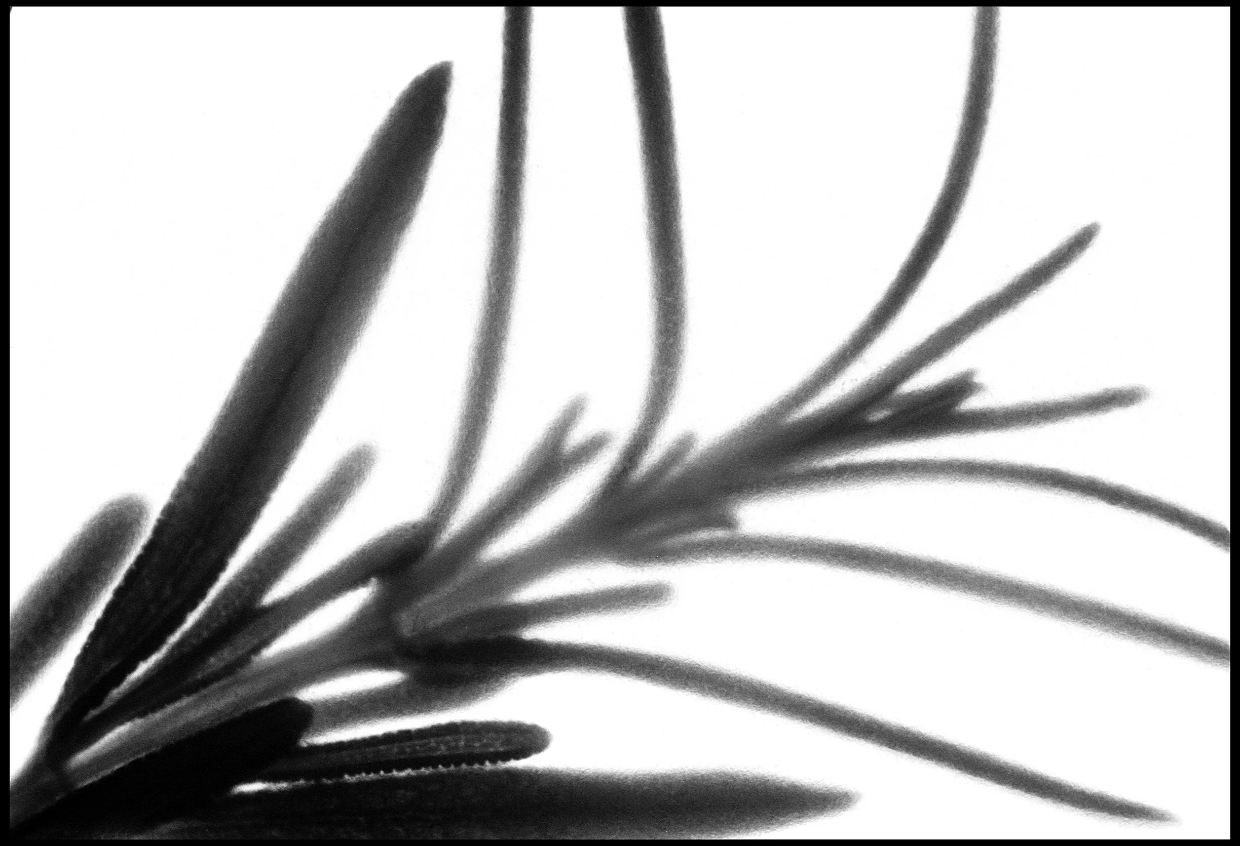 Pressed leaves 2024 (948-018) FP4 / Leica III / 50mm Leitz Elmar f3.5