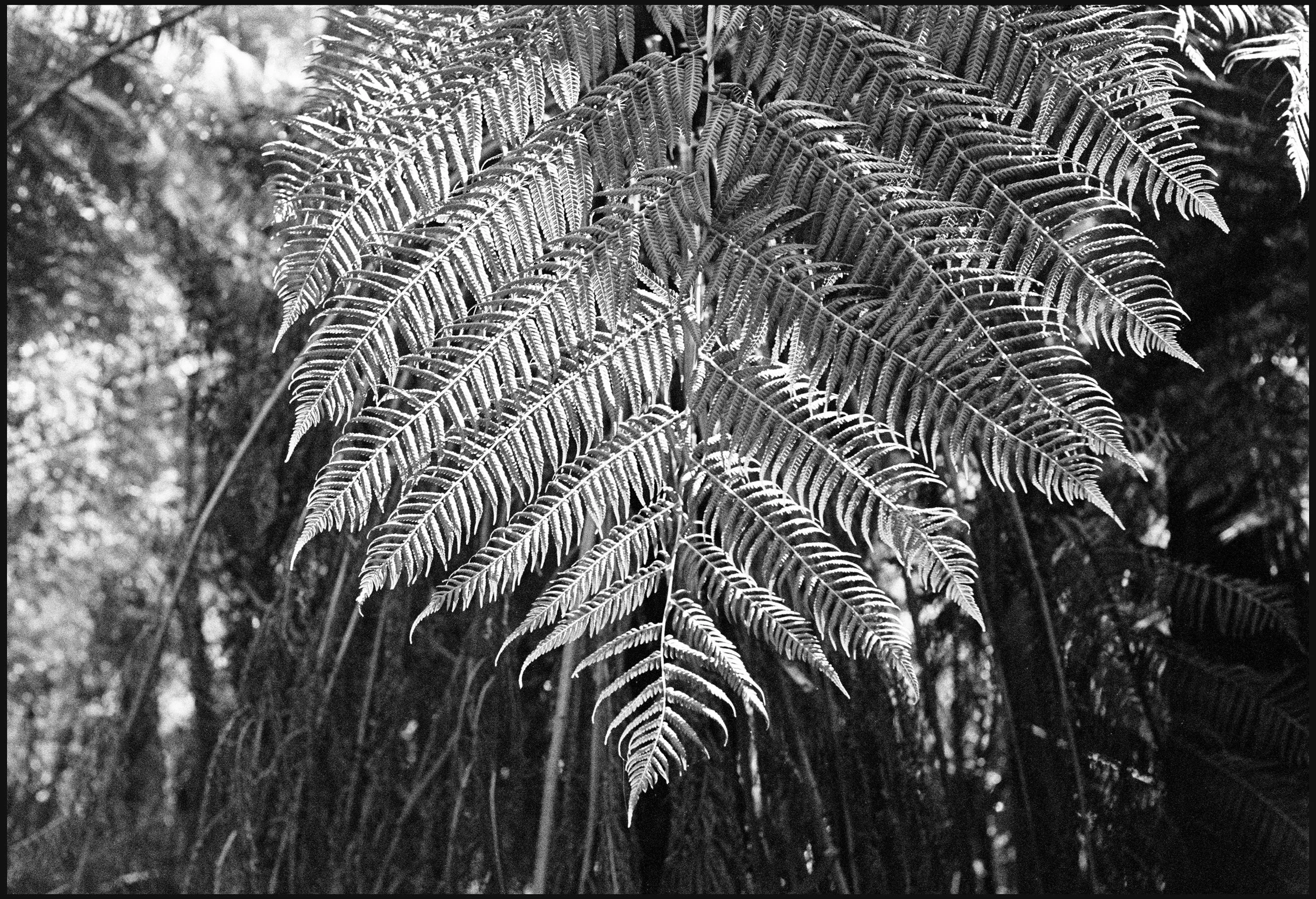 832-039 Belgrave 2019 HP5 / Leica III / 50mm Canon f1.8