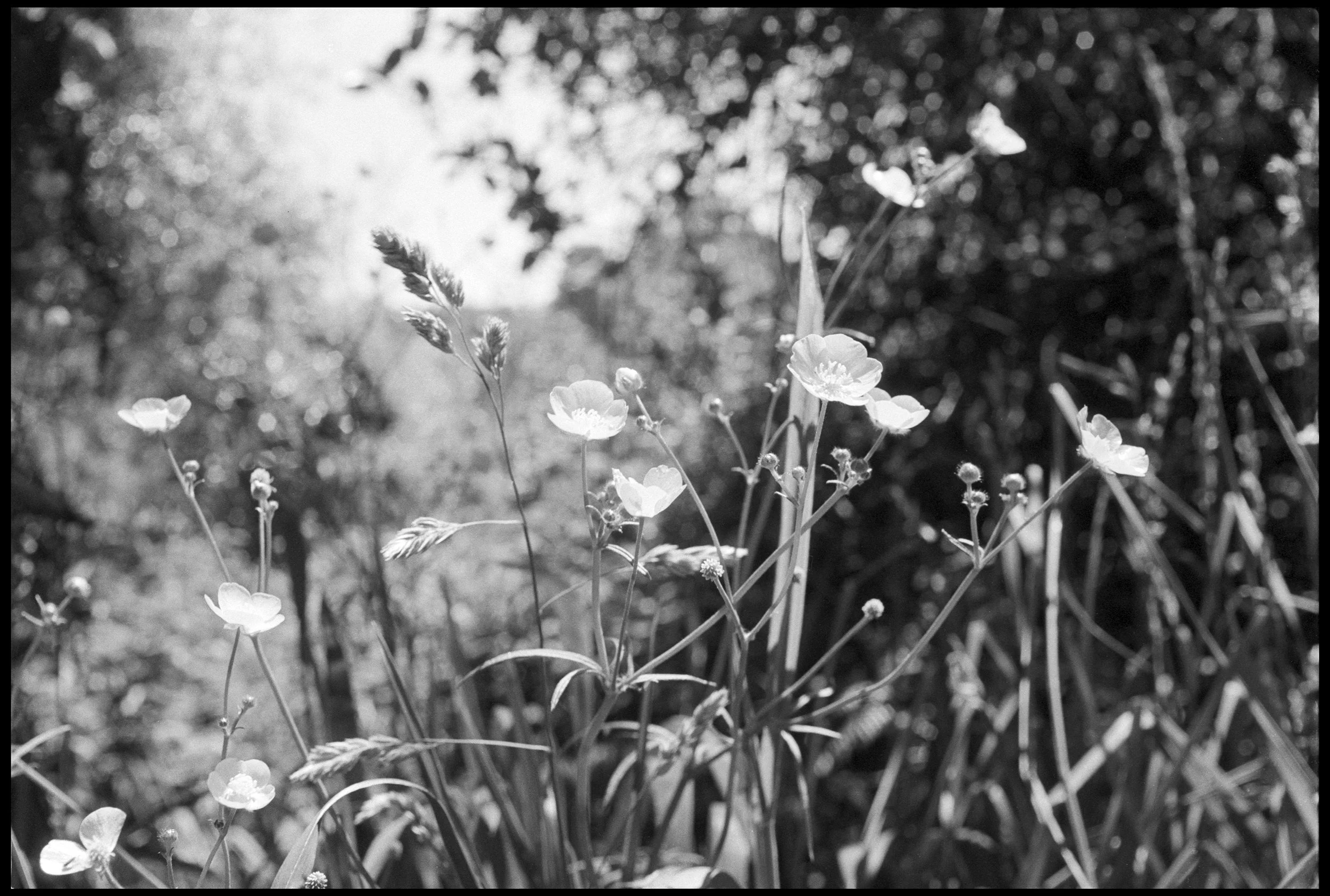 New Zealand 2016 (727-006) FP4 / Nikon F2 / 50mm Nikkor 