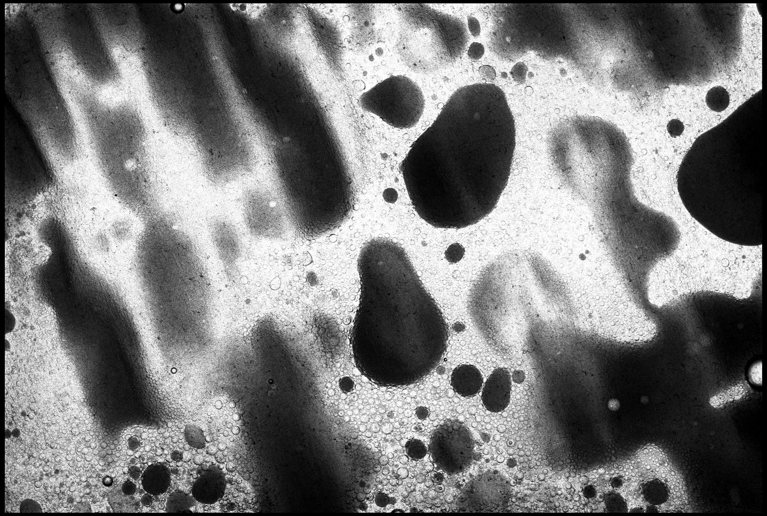 Oil and ink 2024 (955-027) FP4 / Leica III / 50mm Leitz Elmar f3.5