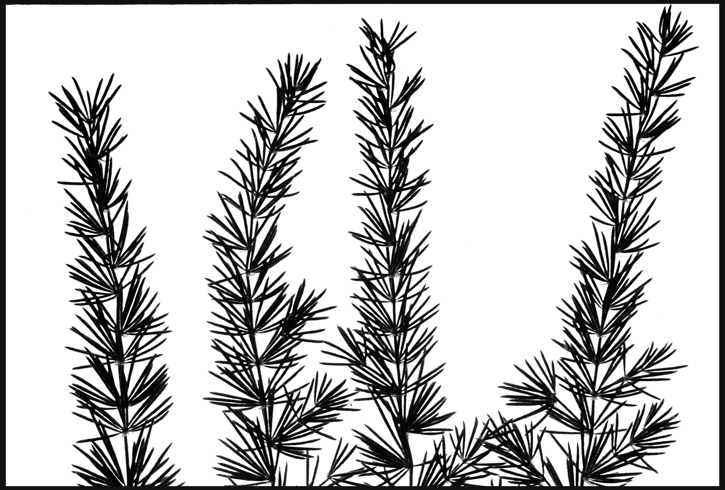 Pressed leaves 2019 (838-027) HP5 / Leica III / 50mm Leitz Elmar f3.5