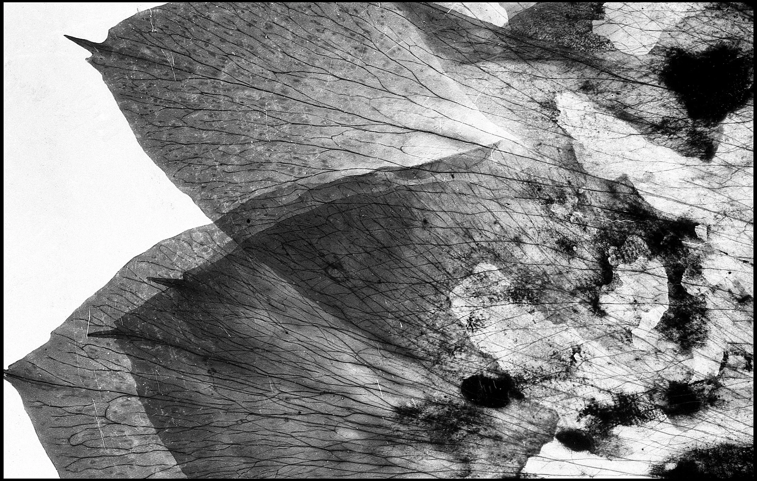 Pressed flower 2015 (698-034) FP4 / Leica III / 50mm Leitz Elmar f3.5