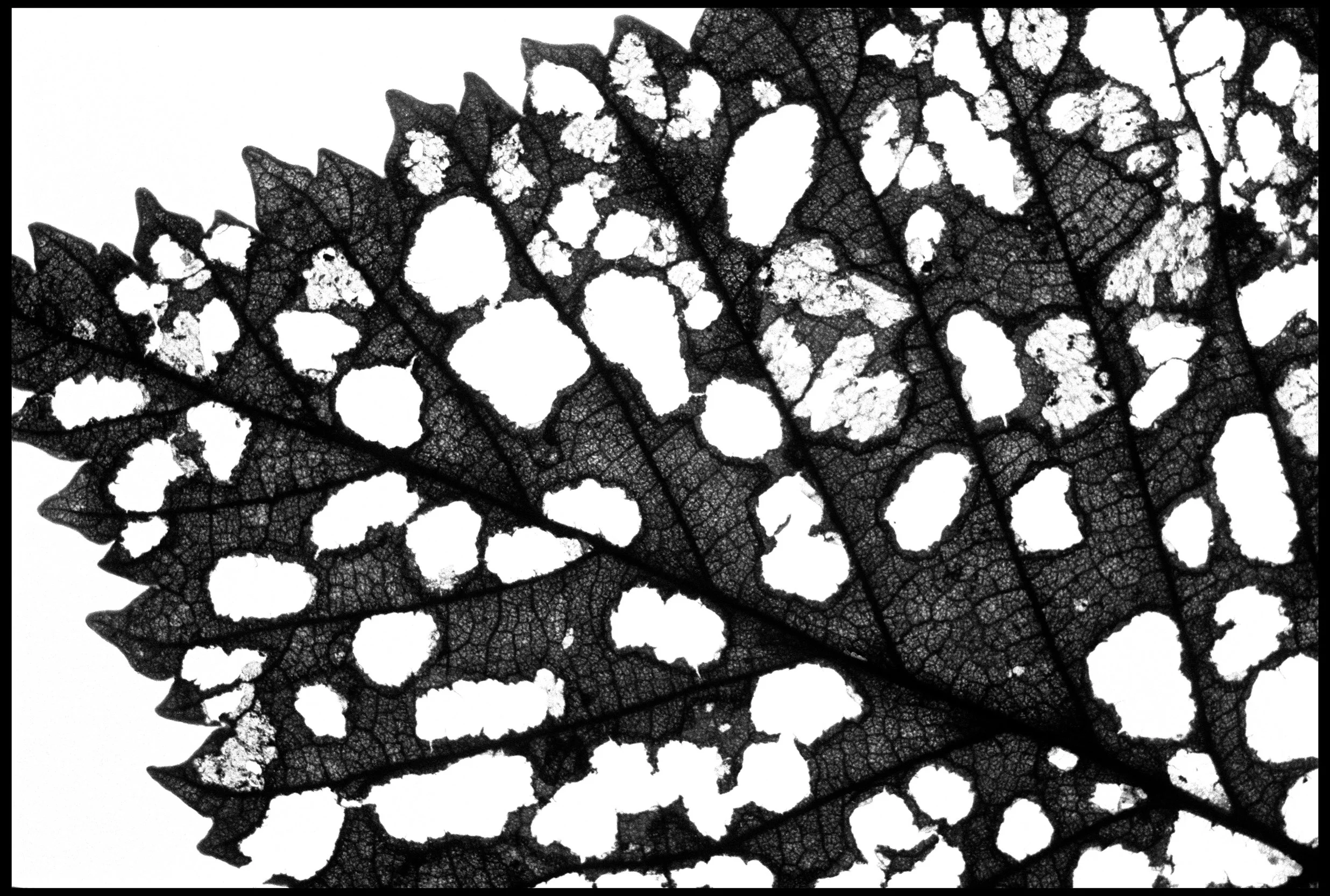 Pressed leaf 2024 (950-026) FP4 / Leica III / 50mm Leitz Elmar f3.5