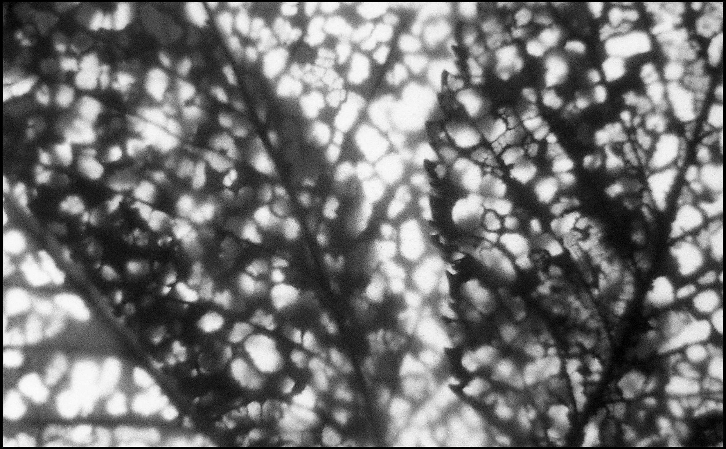 Pressed leaves 2015 (668-031) FP4 / Leica III / 50mm Leitz Elmar f3.5