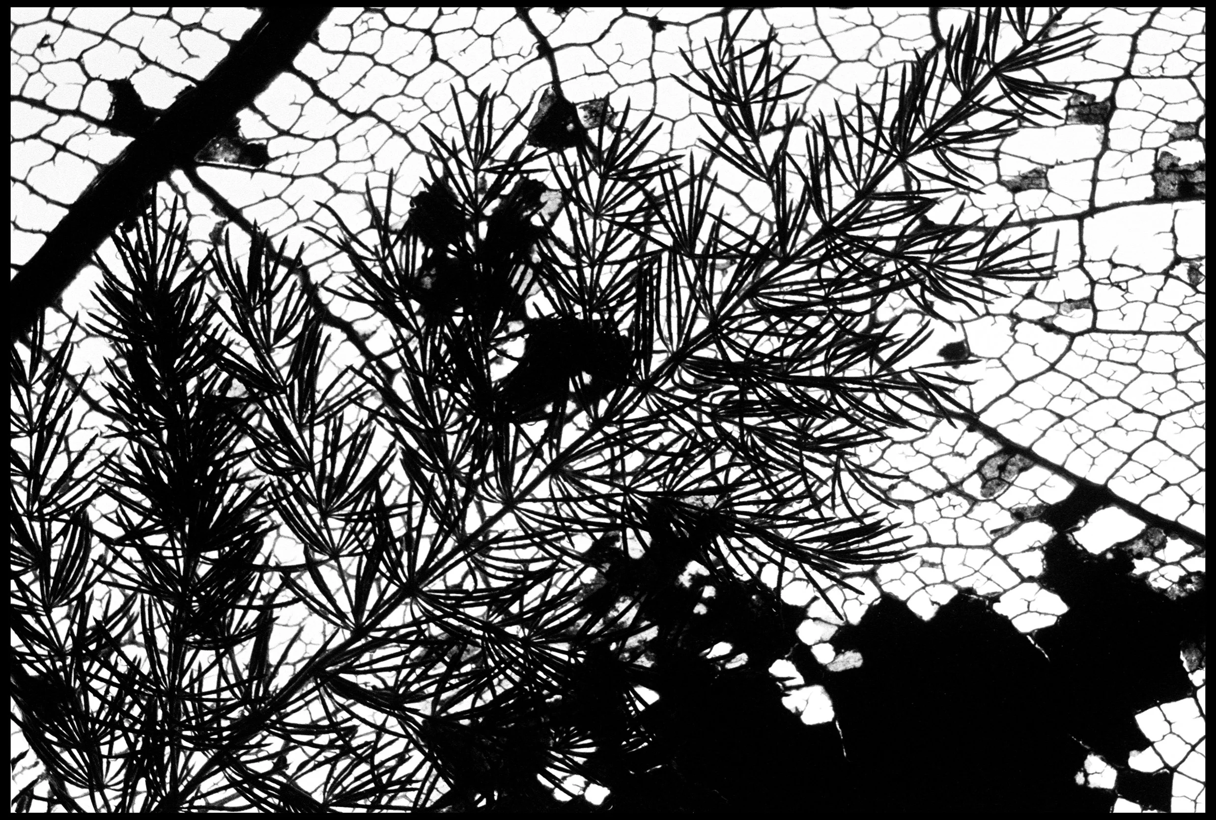 Pressed leaves 2024 (955-018) FP4 / Leica III / 50mm Leitz Elmar f3.5