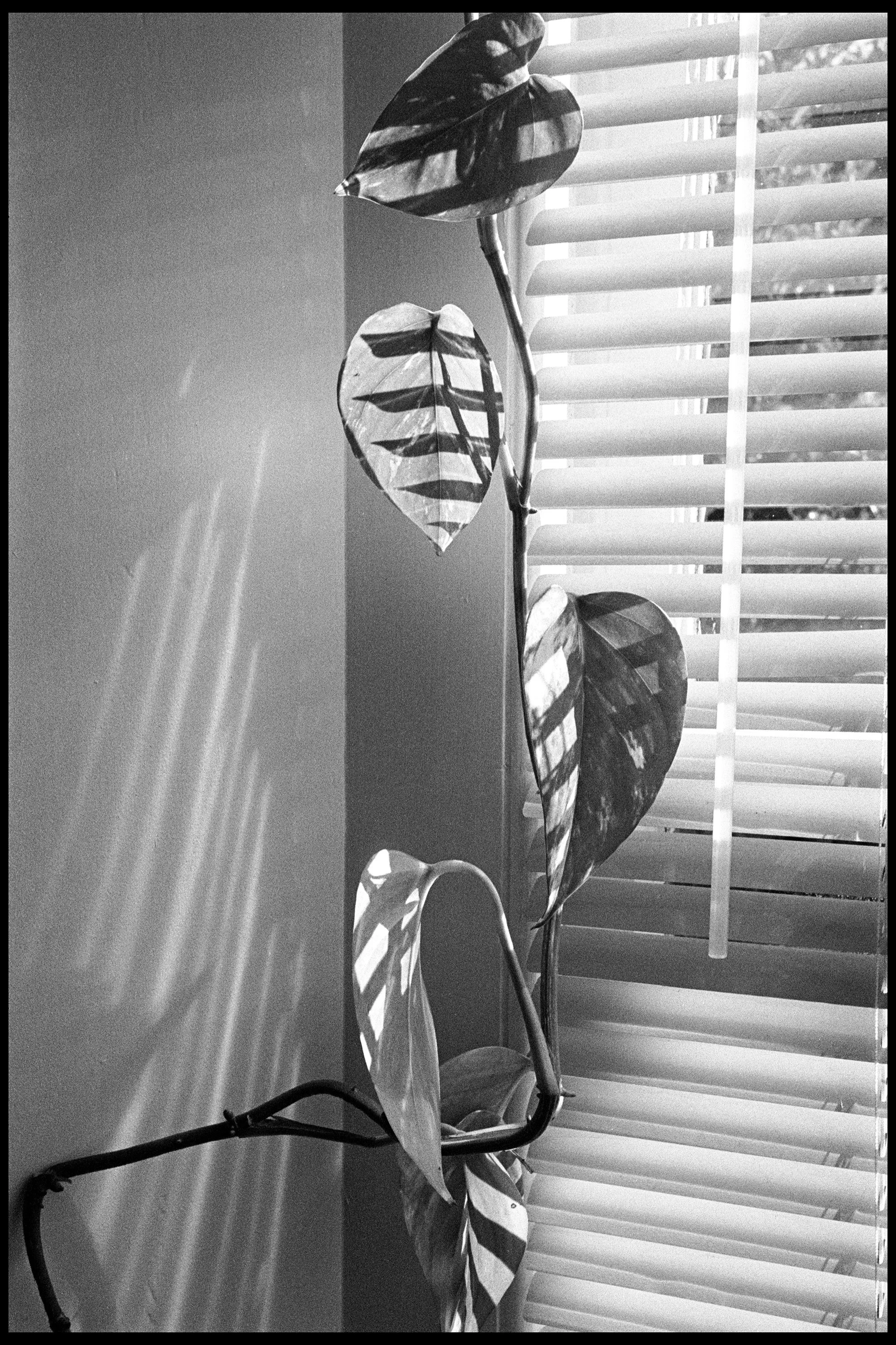 Highett 2020 (856-009) HP5 / Canon P / 50mm Voiglander Color Skopar f2.5