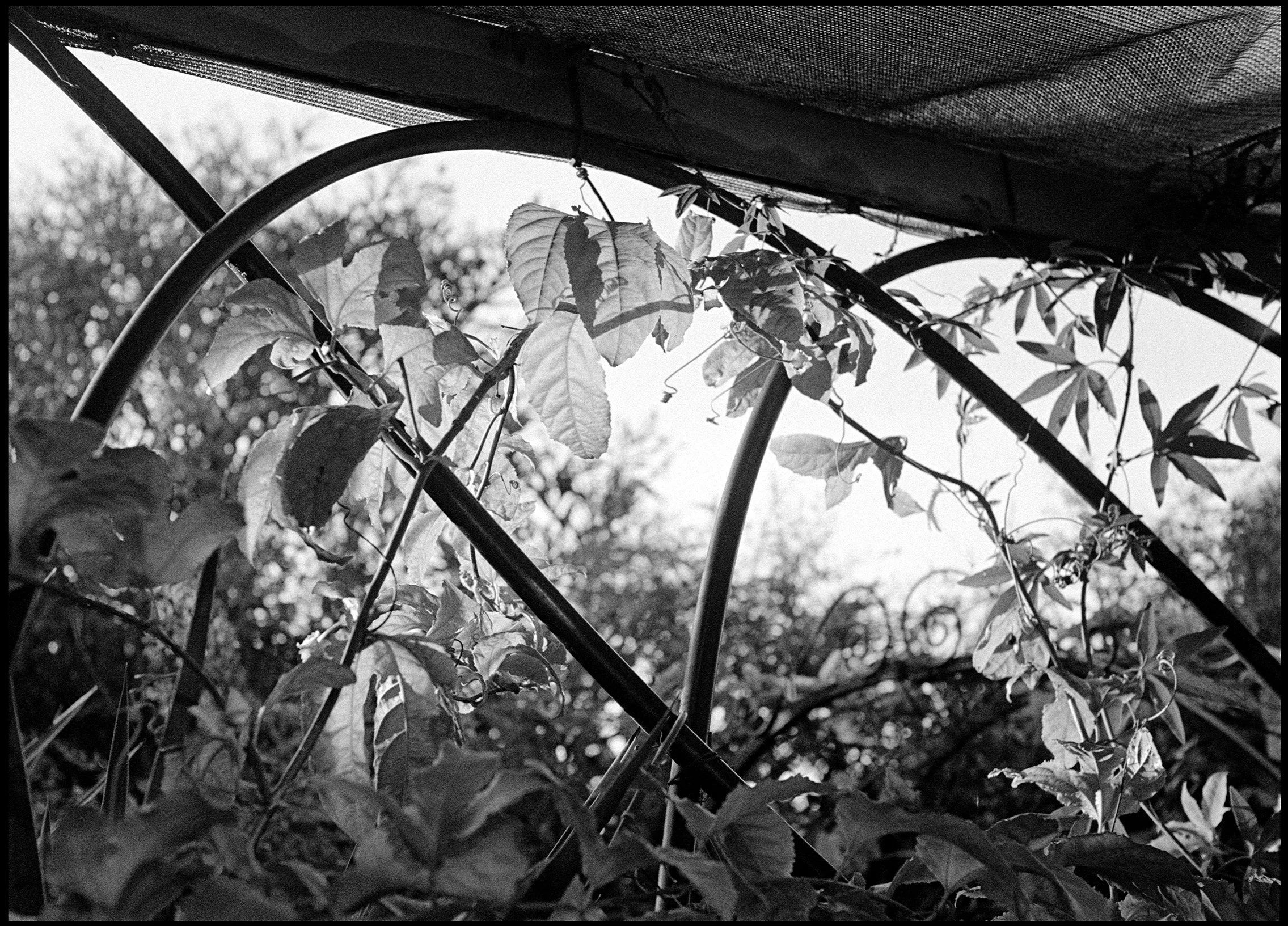 Highett 2024 (947-028) HP5 / Canon 7 / 50mm Nikkor f2