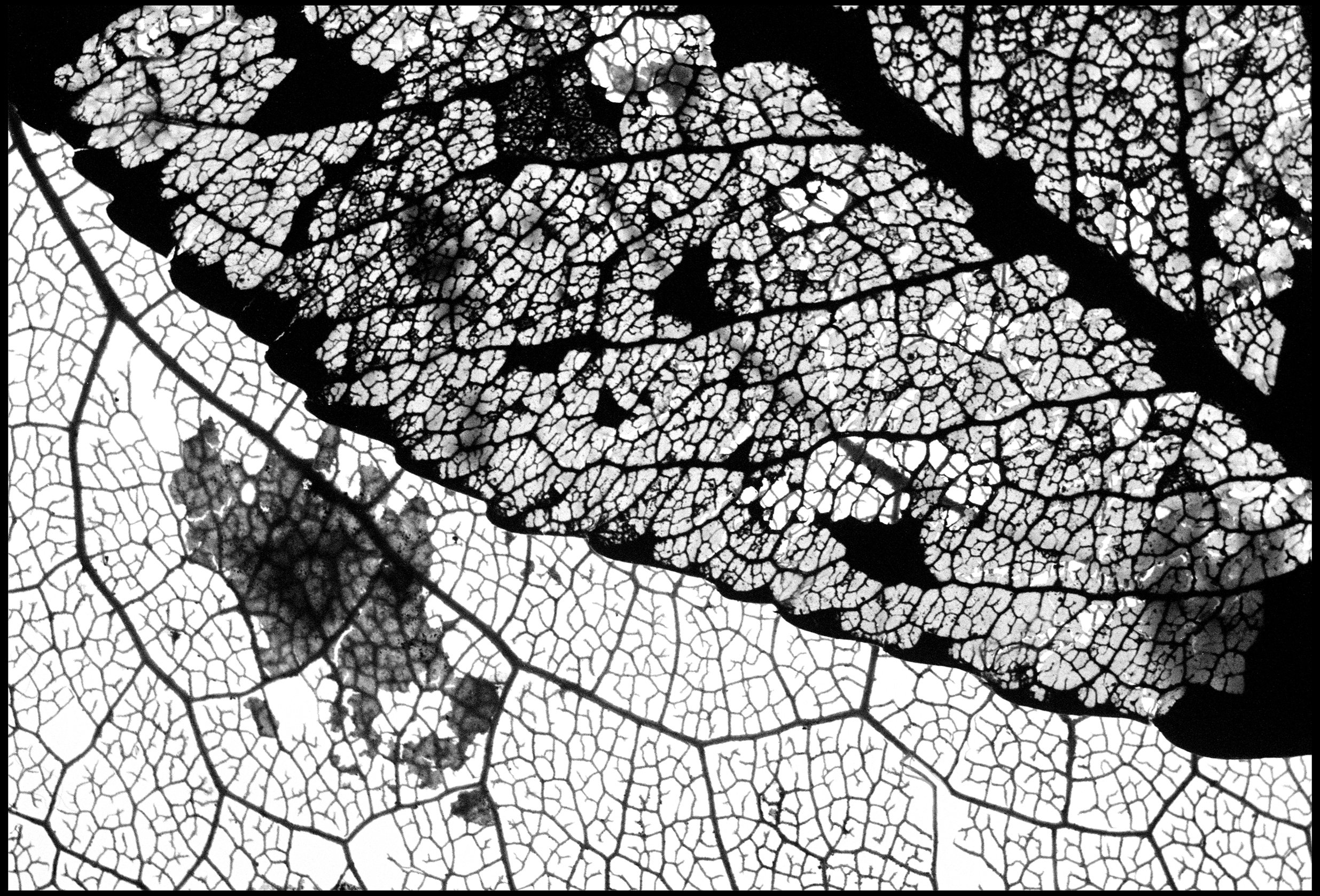 Pressed leaves 2024 (955-019) FP4 / Leica III / 50mm Leitz Elmar f3.5