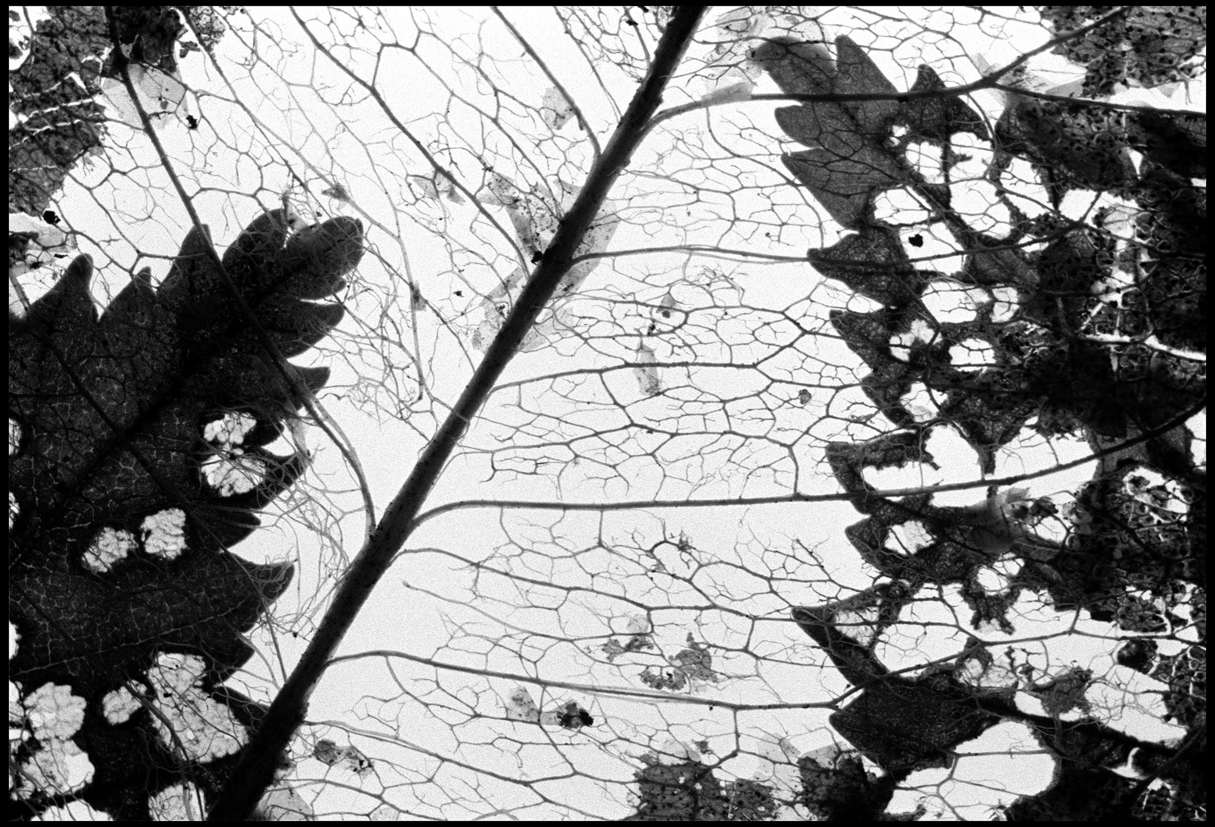 Pressed leaves 2024 (950-035) FP4 / Leica III / 50mm Leitz Elmar f3.5