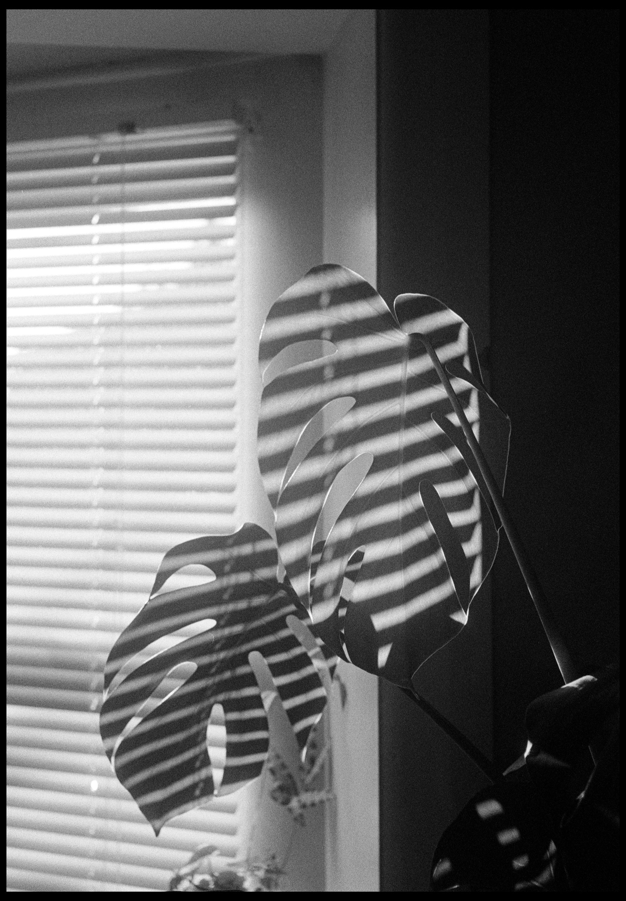 Highett 2021 (886-015) HP5 / Nikon S2 / 50mm Nikkor f1.4