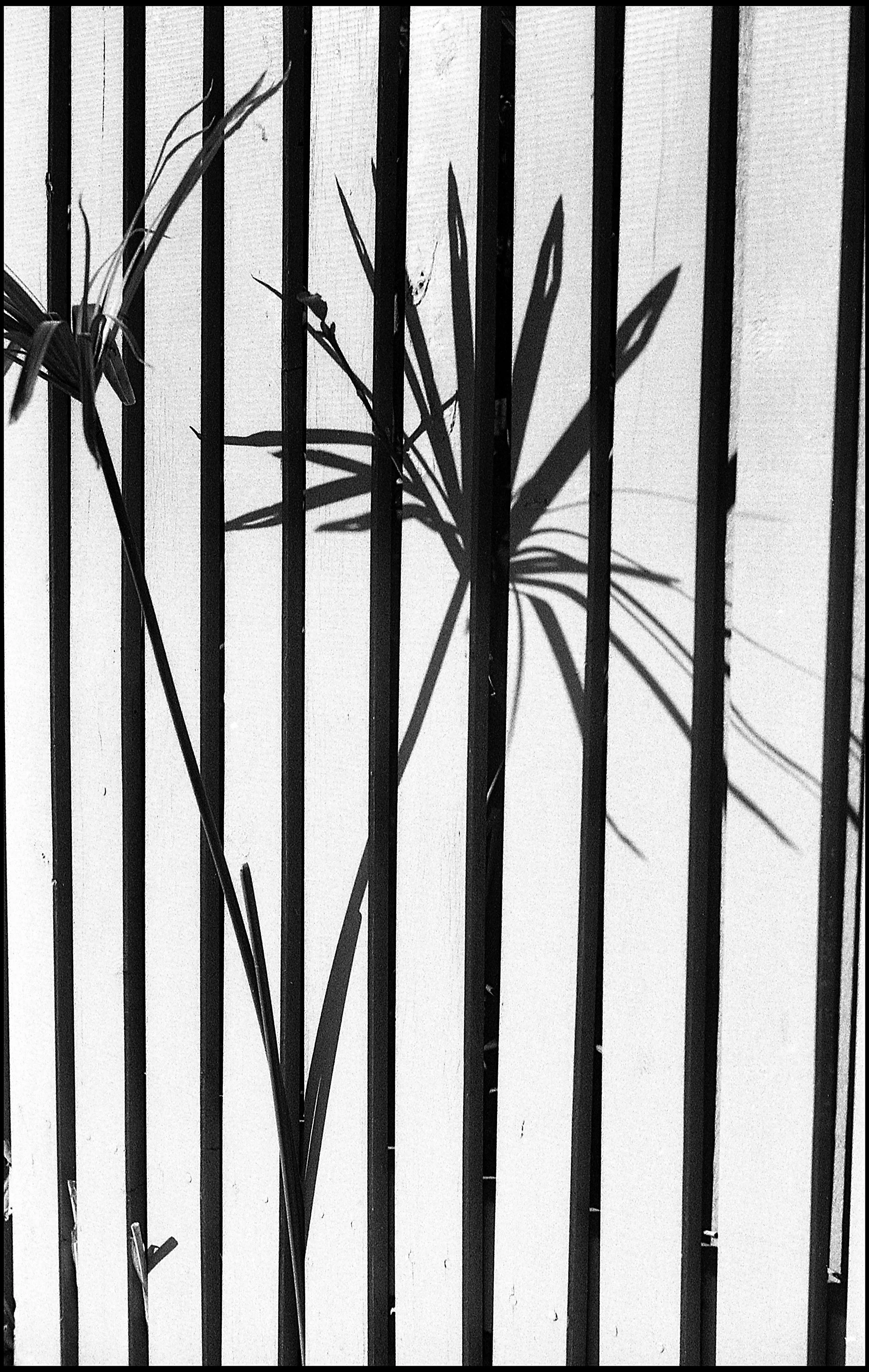 Shadows 2015 (669-034) FP4 / Leica III / 50mm Leitz Elmar f3.5