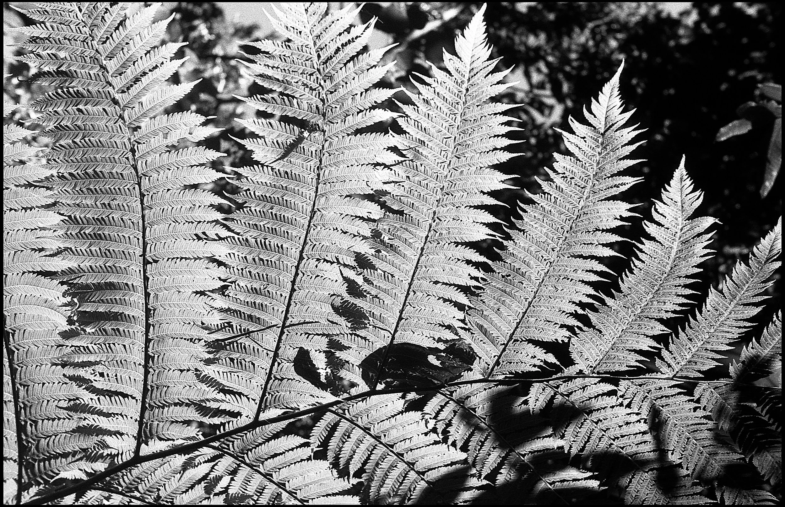 Byron Bay 2015 (672-006) FP4 / Leica III / 50mm Leitz Elmar f3.5 (NOOKY) 