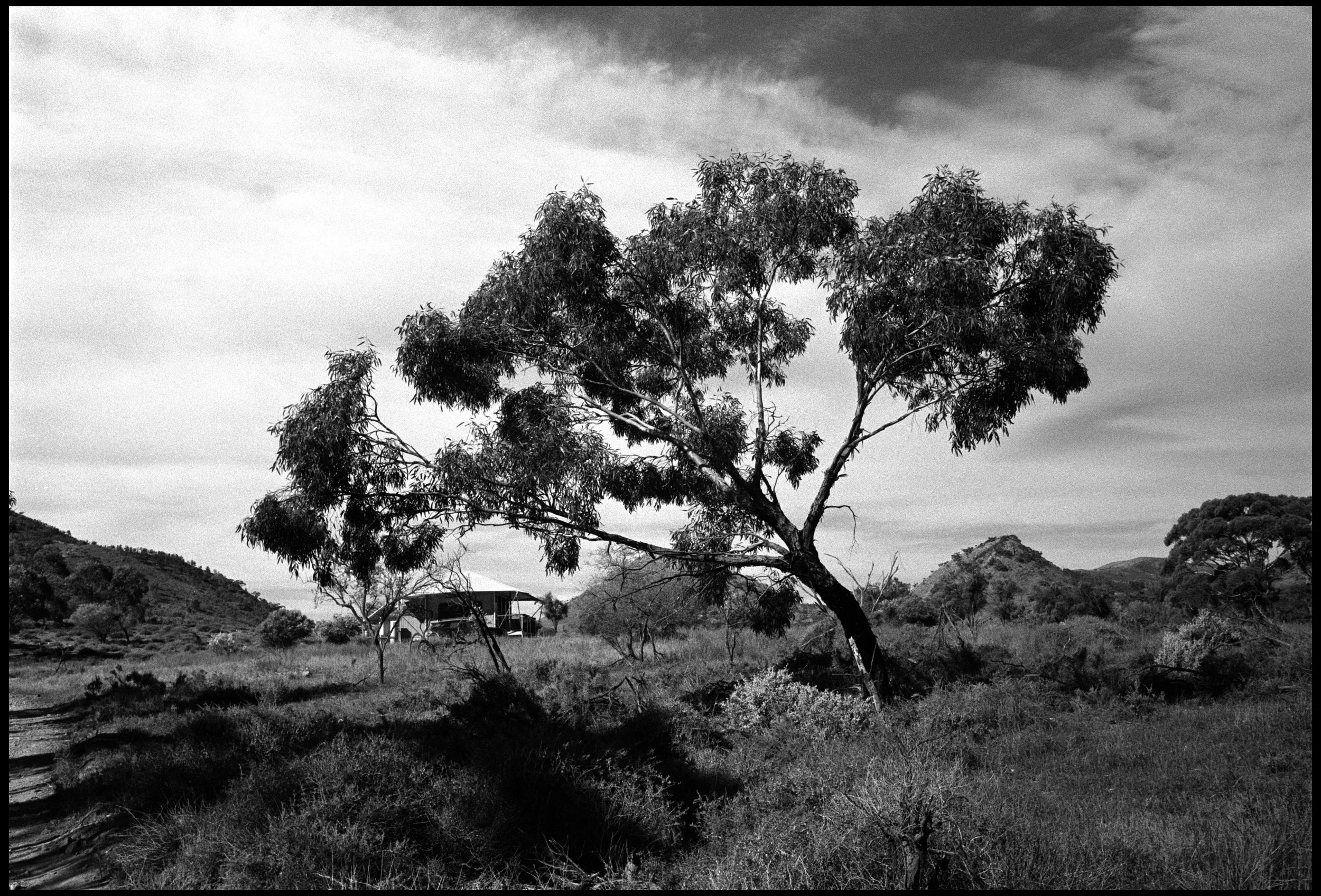 Flinders Bush Retreat, SA 2023 (932-031) FP4 / Leica III / 35mm Canon f2