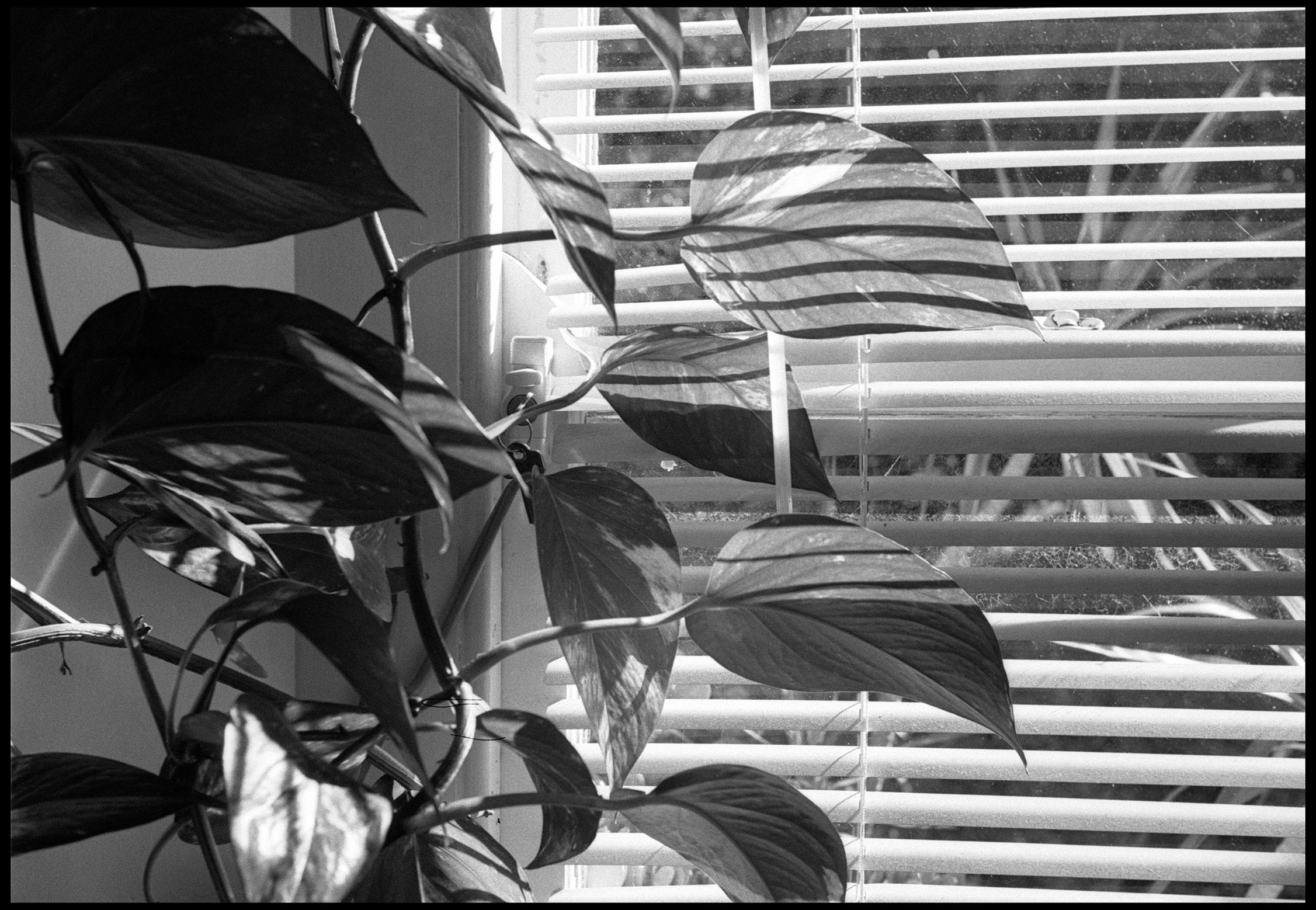 Highett 2024 (938-017) FP4 / Leica III / 50mm Nikkor f2