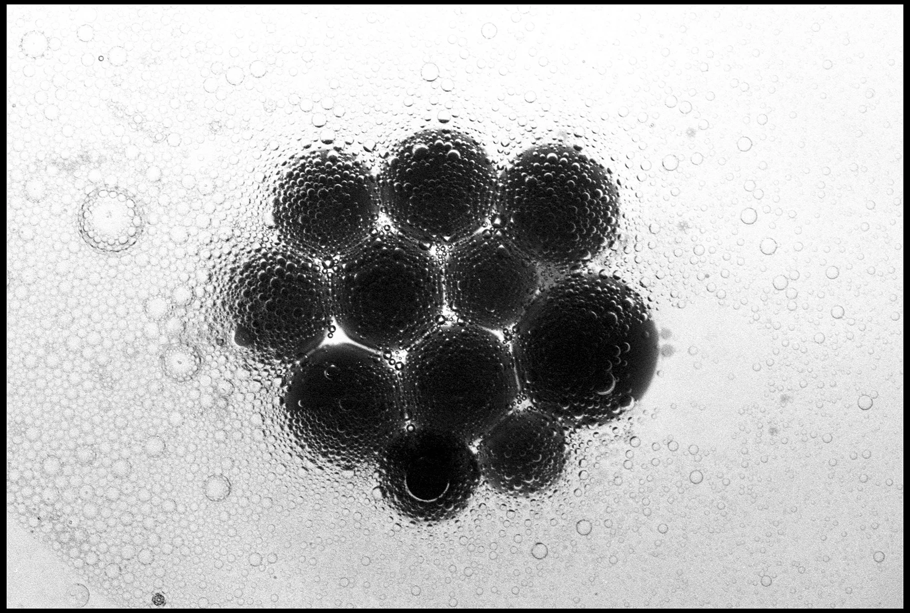 Oil and ink 2024 (955-009) FP4 / Leica III / 50mm Leitz Elmar f3.5