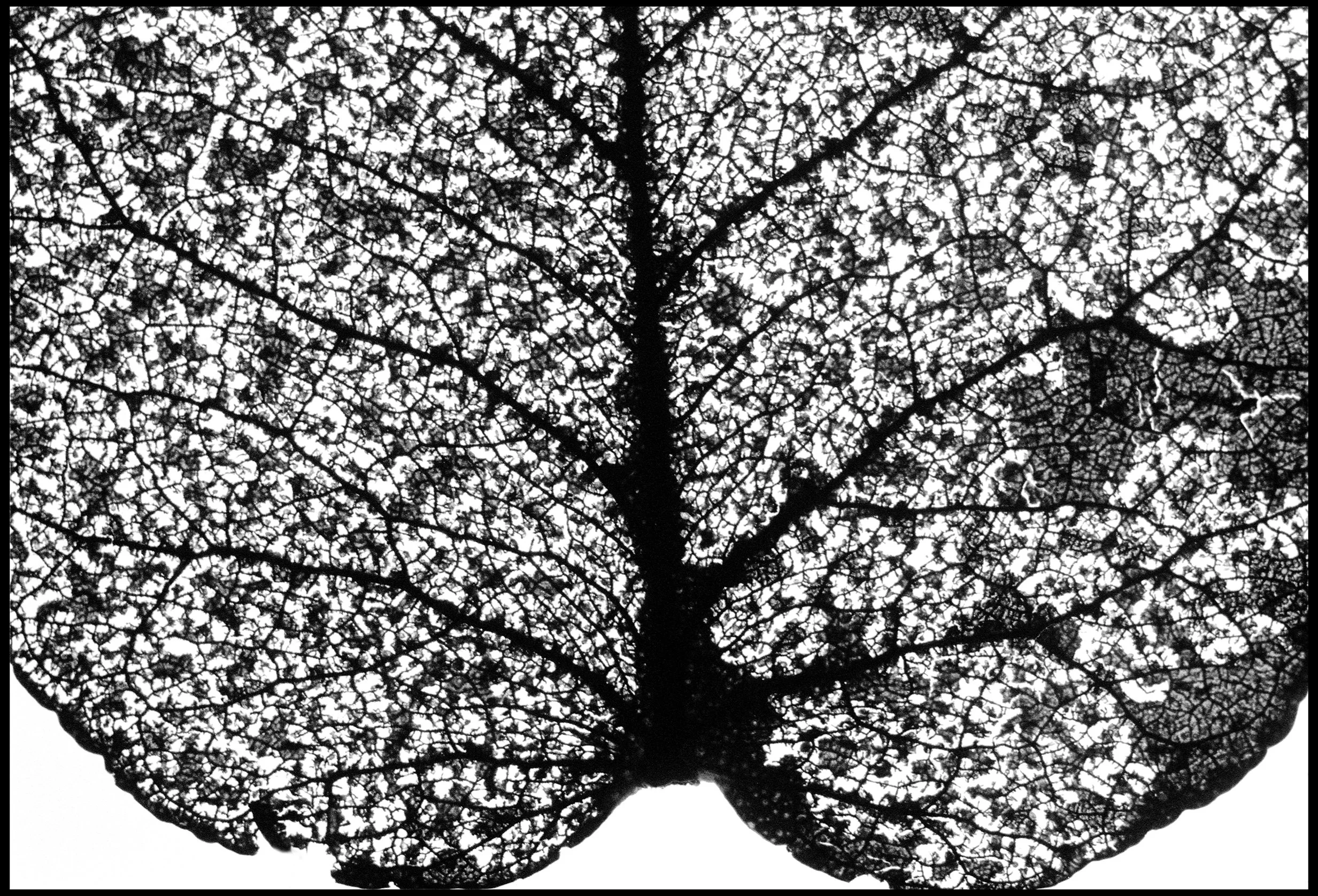 Pressed leaf 2024 (948-033) FP4 / Leica III / 50mm Leitz Elmar f3.5