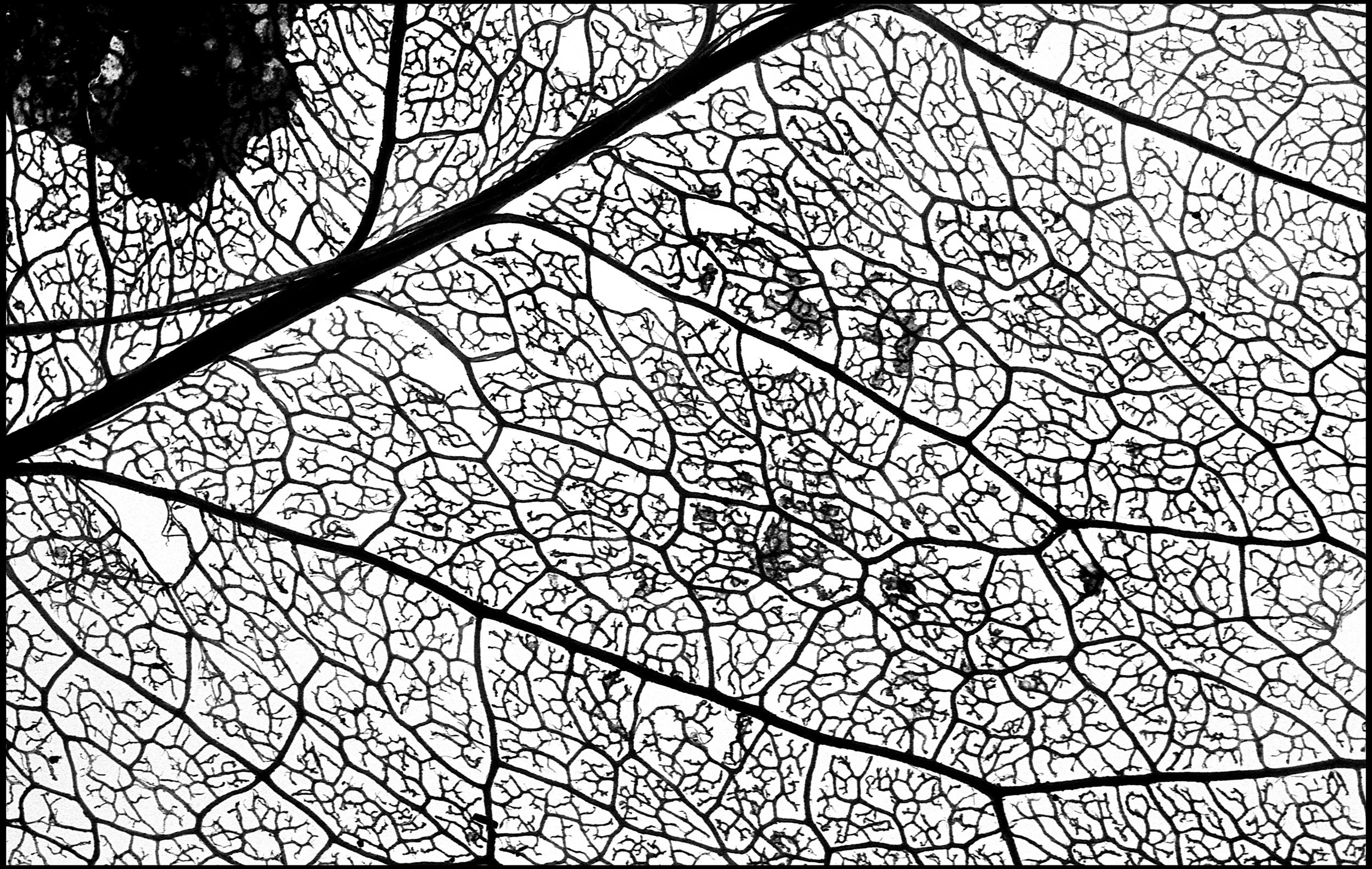 Pressed leaf 2015 (696-026) FP4 / Leica III / 50mm Leitz Elmar f3.5