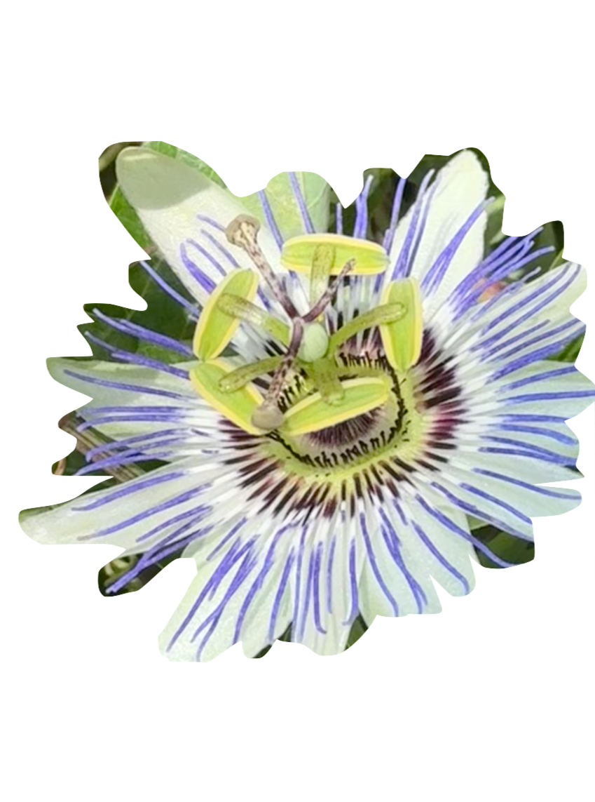 purple flower
