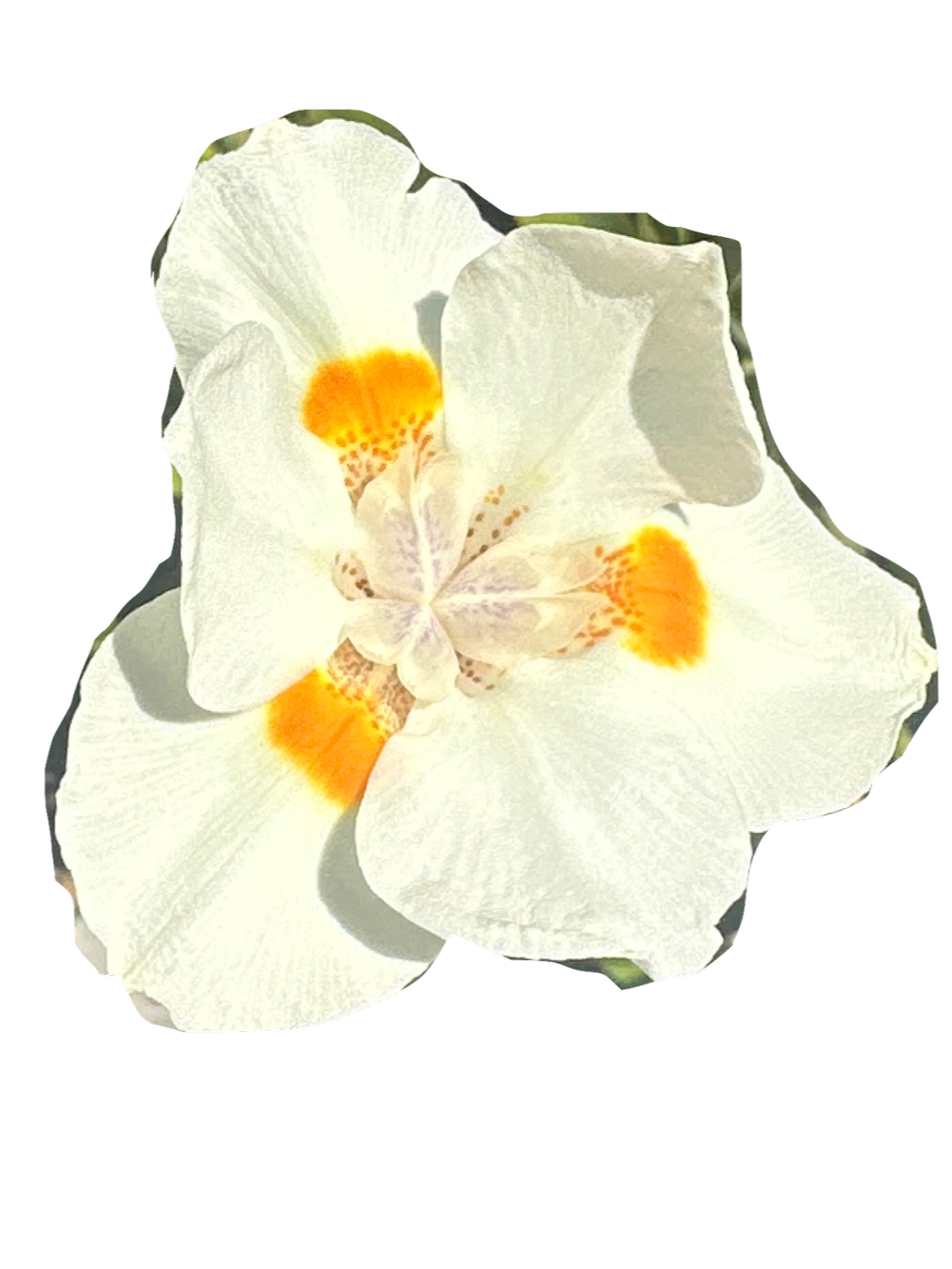Close-up of a white flower with orange and yellow markings on its petals.