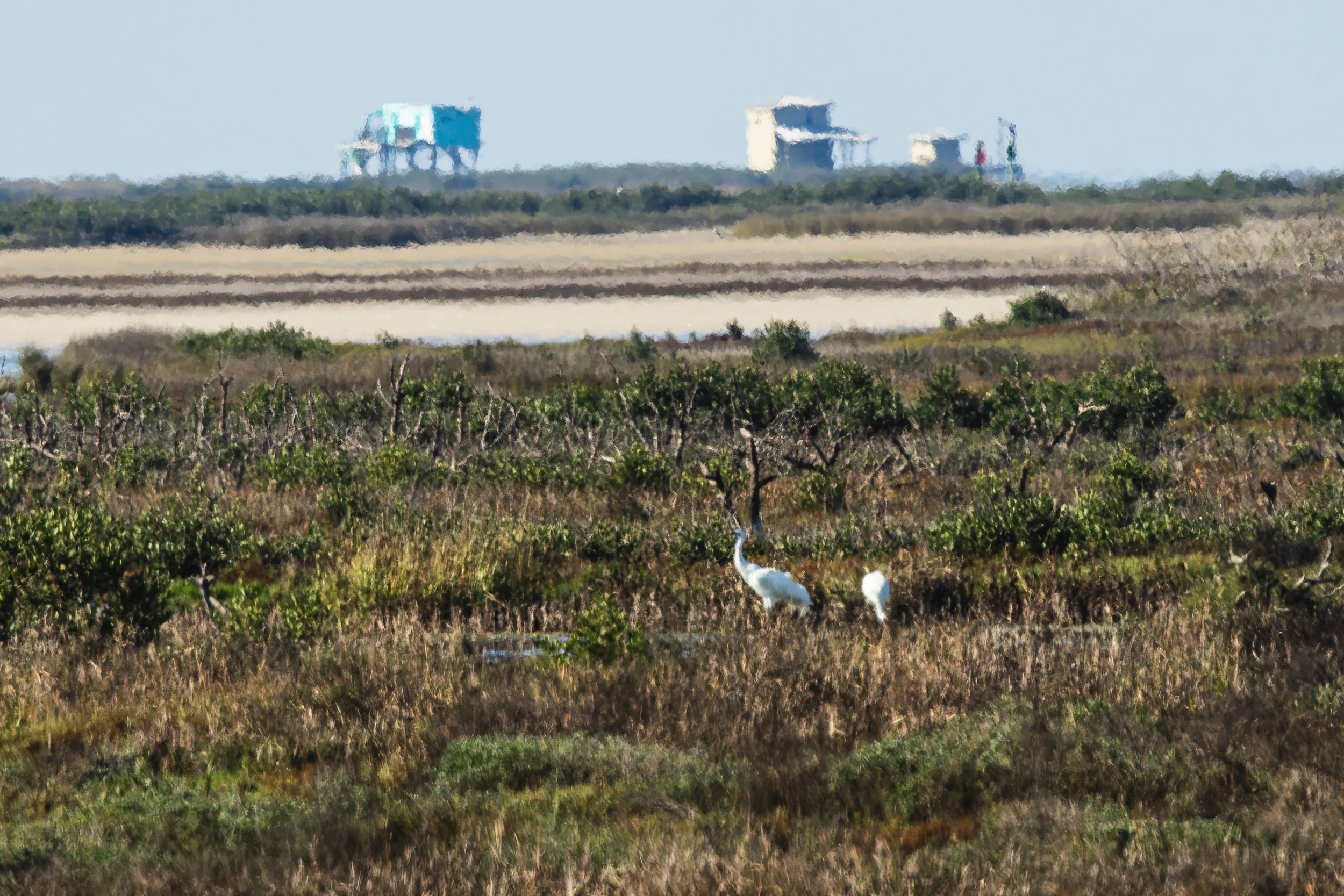 Port Aransas Whooping Crane Festival: Kicking Off Bird Festival Season on the Texas Coast