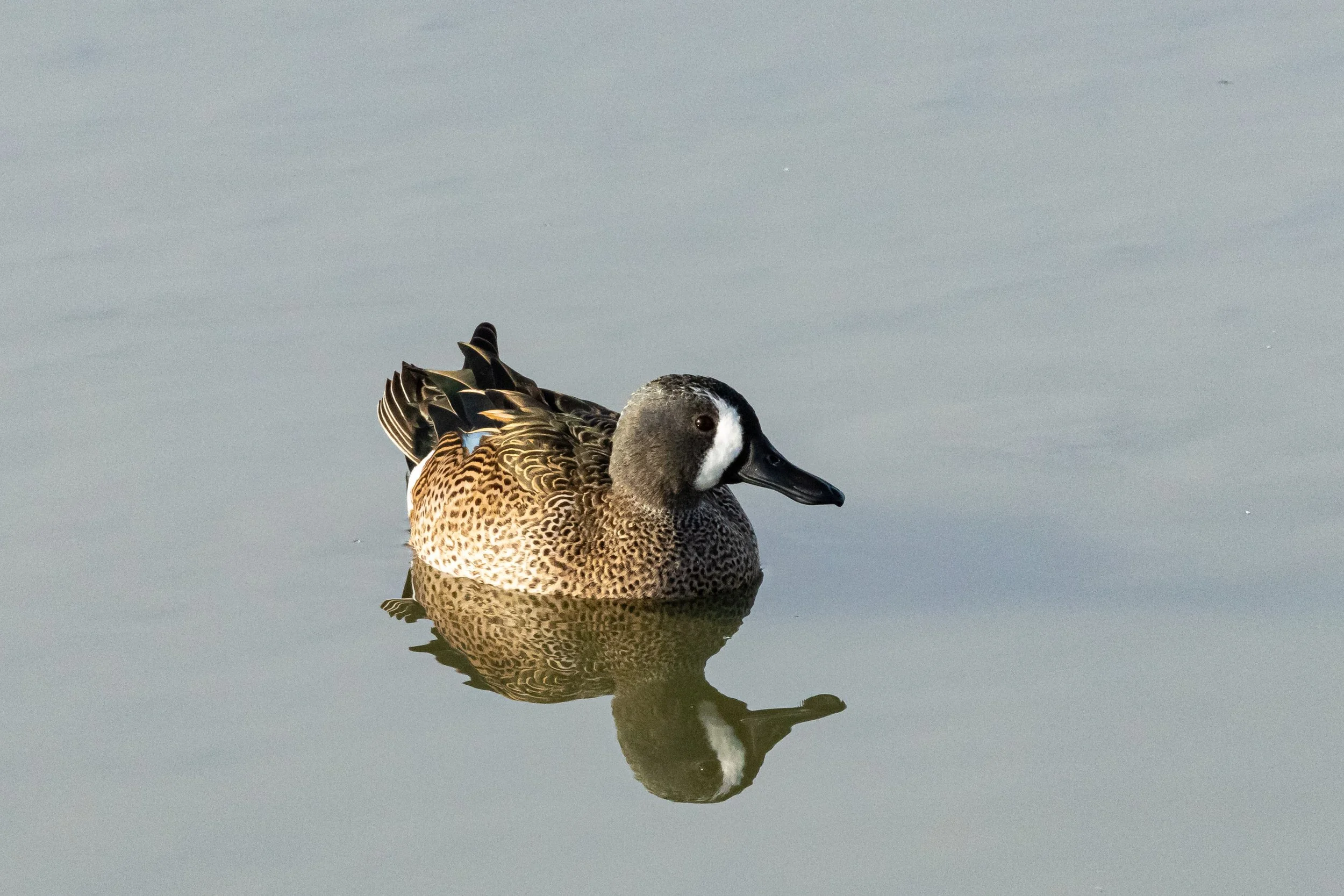 JPAGE-Nature-20250117Turnbull-Blog-9173.jpg