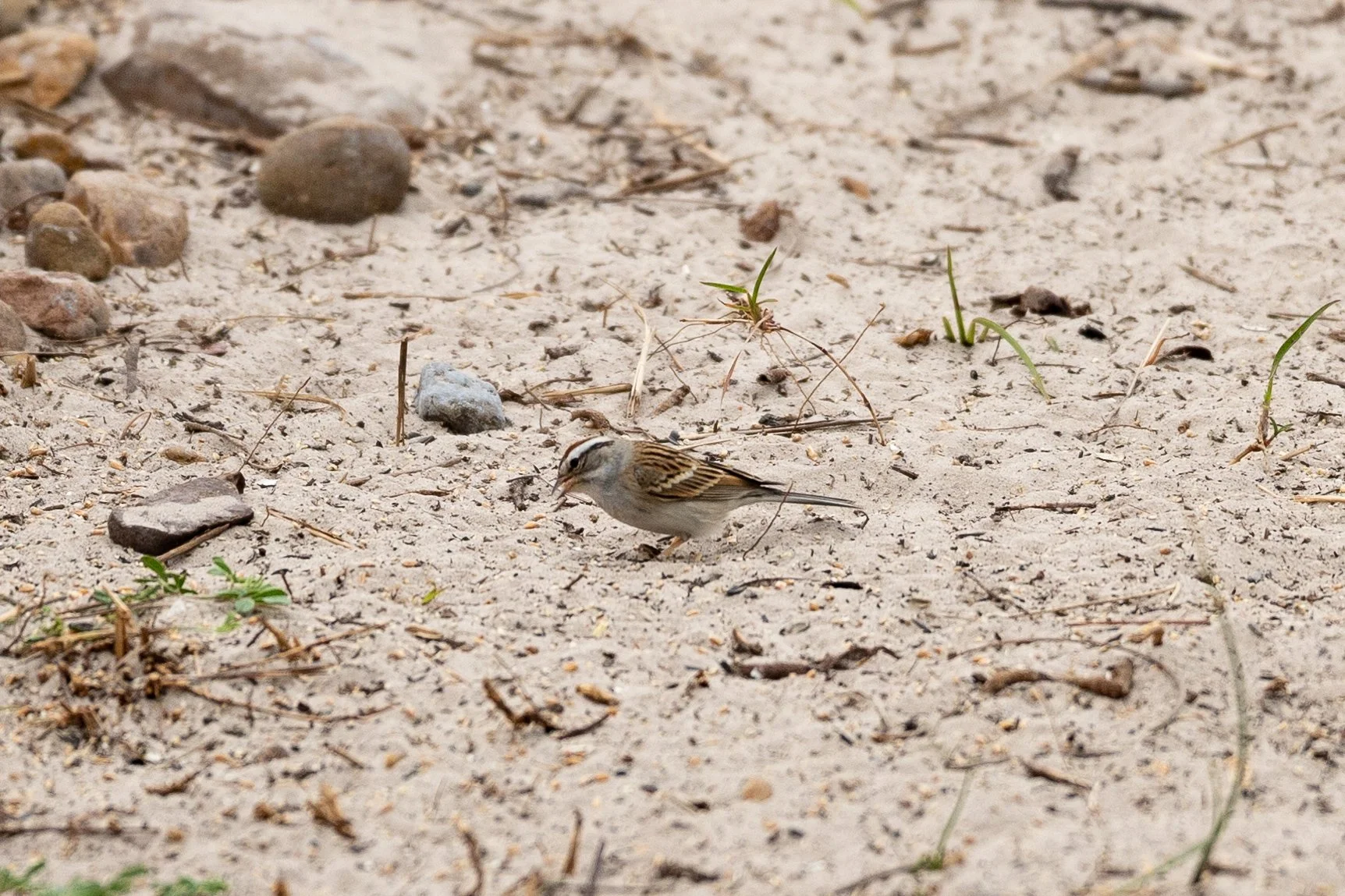 JPAGE-Nature-210427PackeryChannelPark-9634.jpg