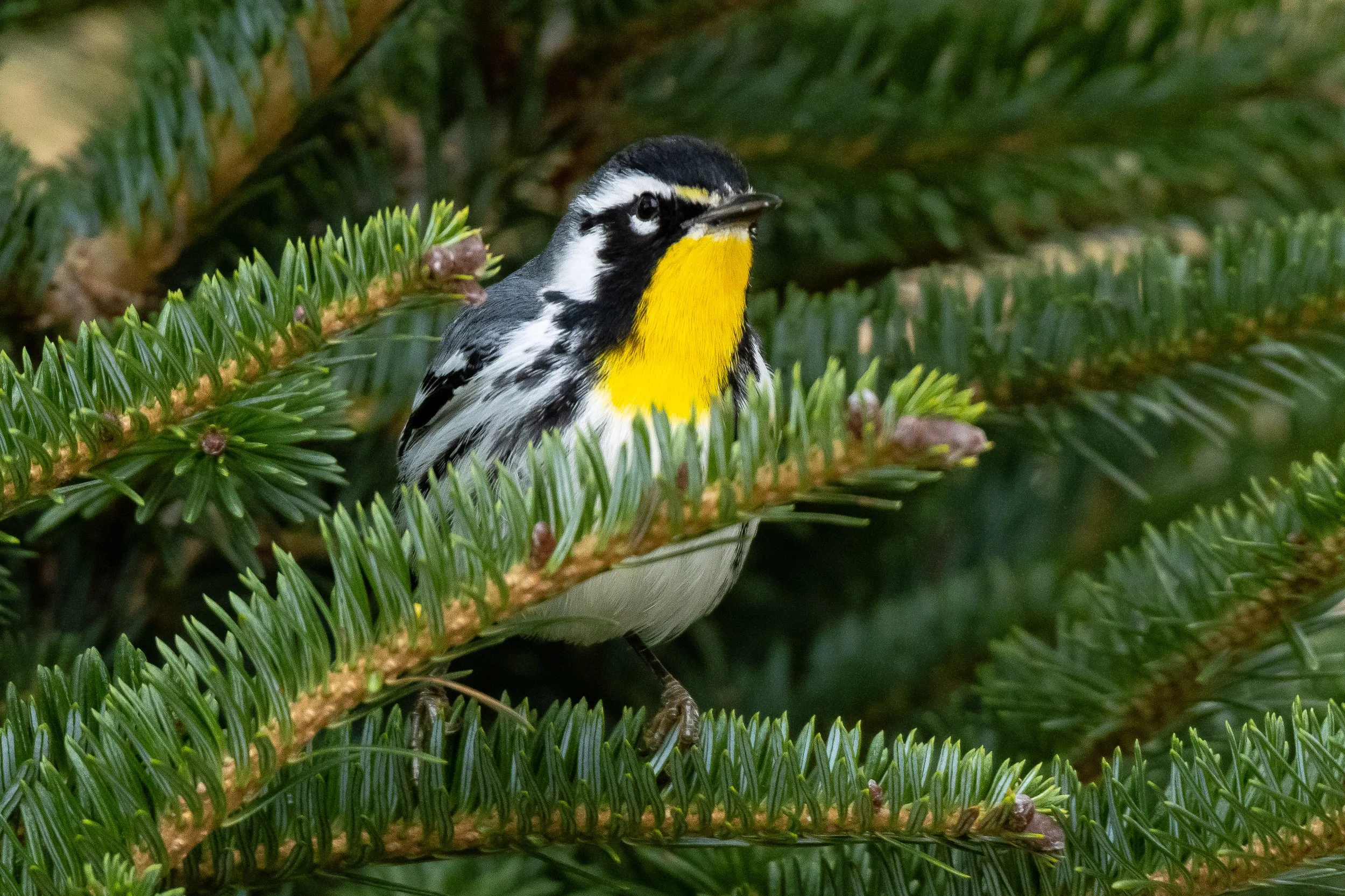 Yellow-Throated Warbler | Bay Area Neighborhood - Corpus Christi, Texas