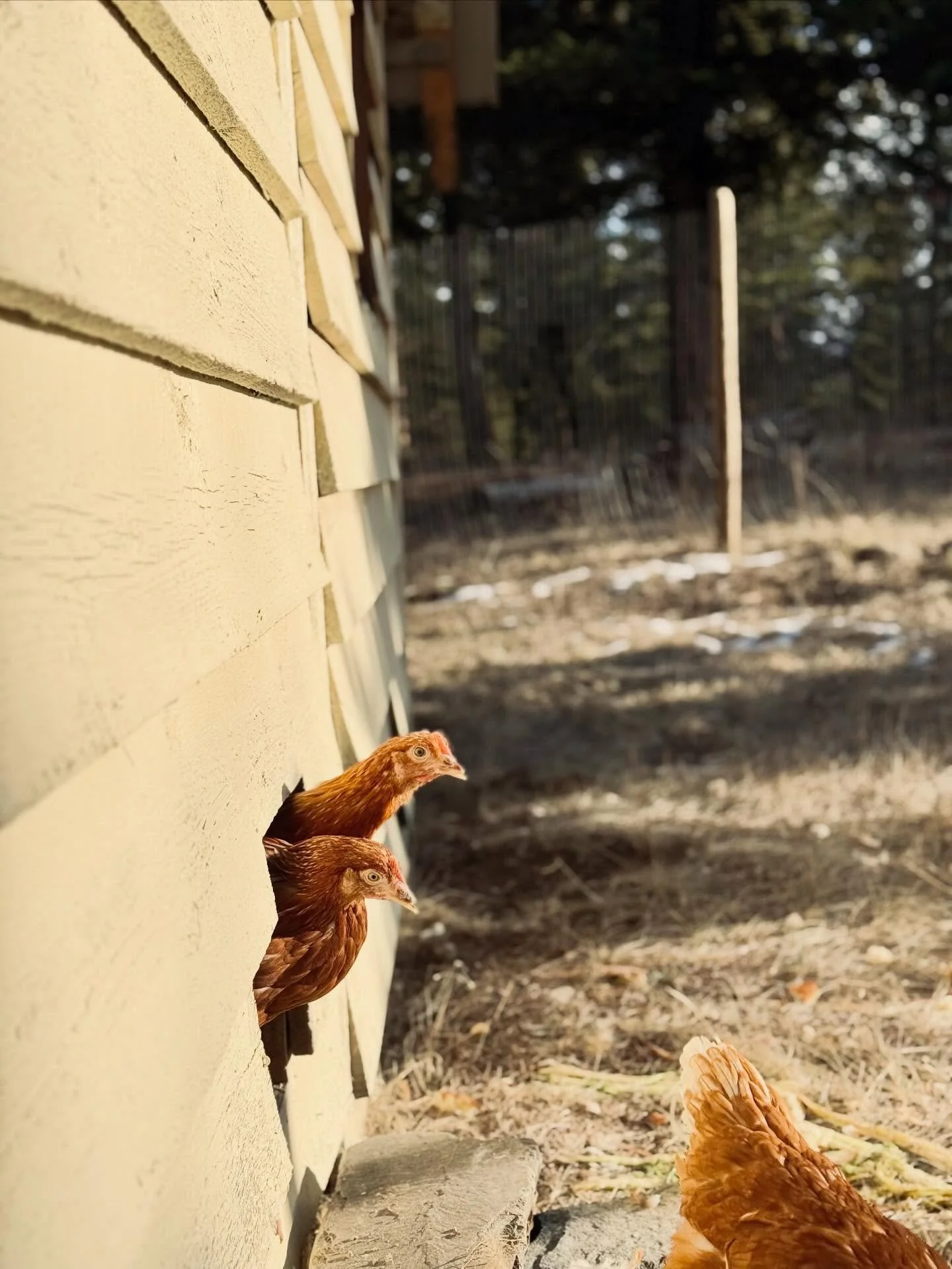 Meet our Isa Browns!
We just added 50 new hens to our coop 🤎 They&rsquo;re about 4 months old, super friendly, and known for laying beautiful brown eggs. Right now they&rsquo;re loving these sunny days soaking up that vitamin D.
More eggs coming you